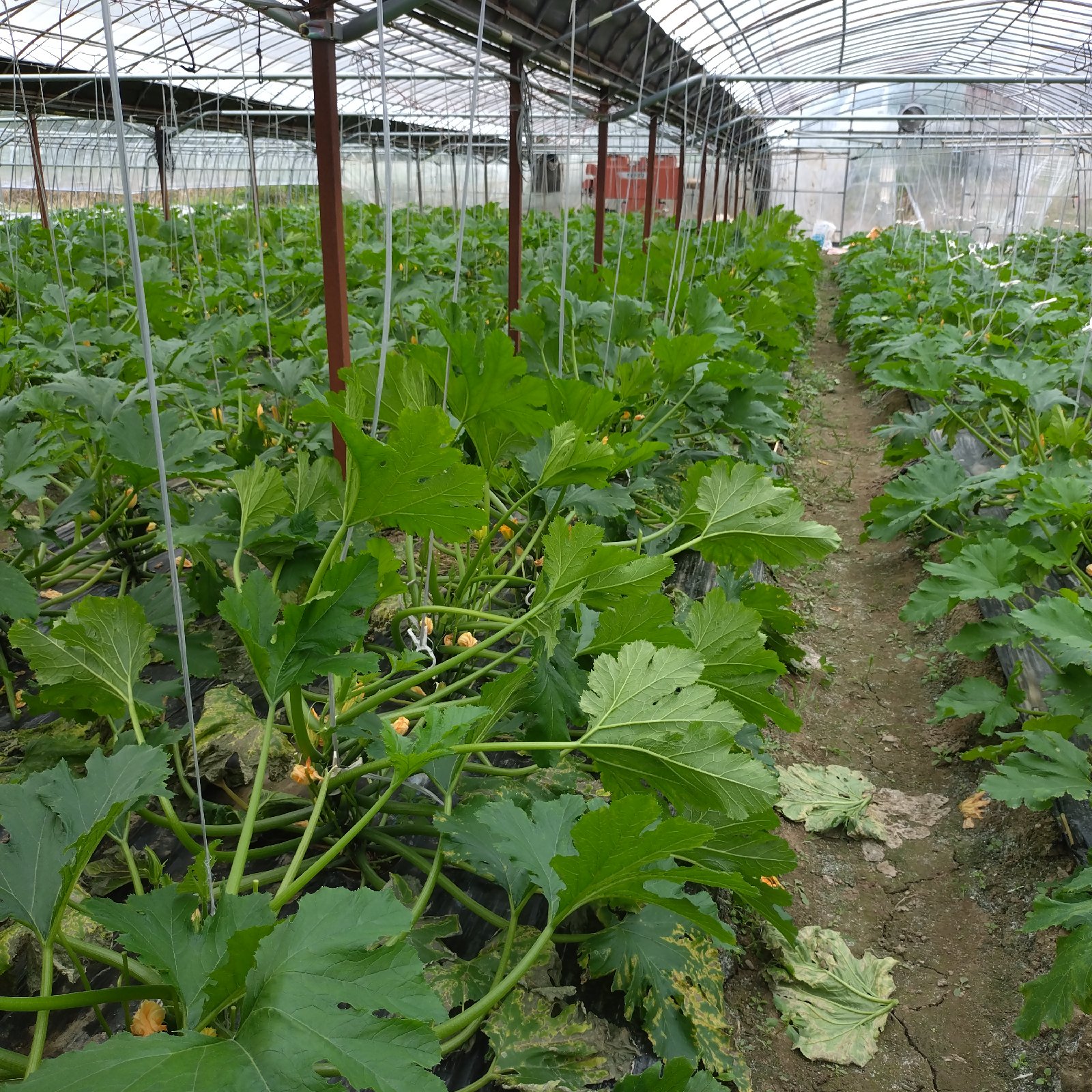 ズッキーニ3本 ｜ 野菜/ズッキーニ 産直アウル 農家・漁師など生産者