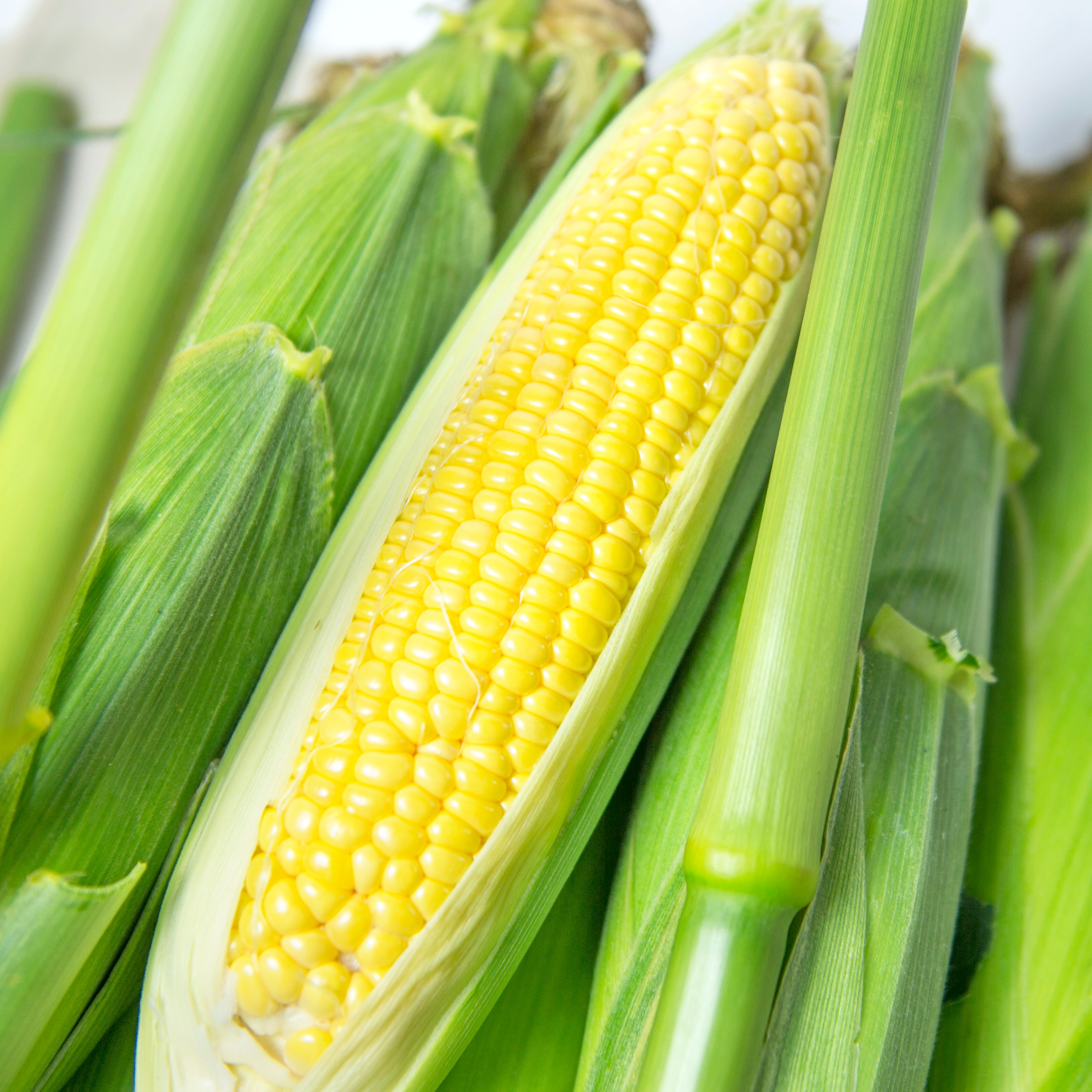 とうもろこし　おおもの　問合せ用 とうもろこし「おおもの」M10本 ｜ 野菜/とうもろこし 産直アウル 農家