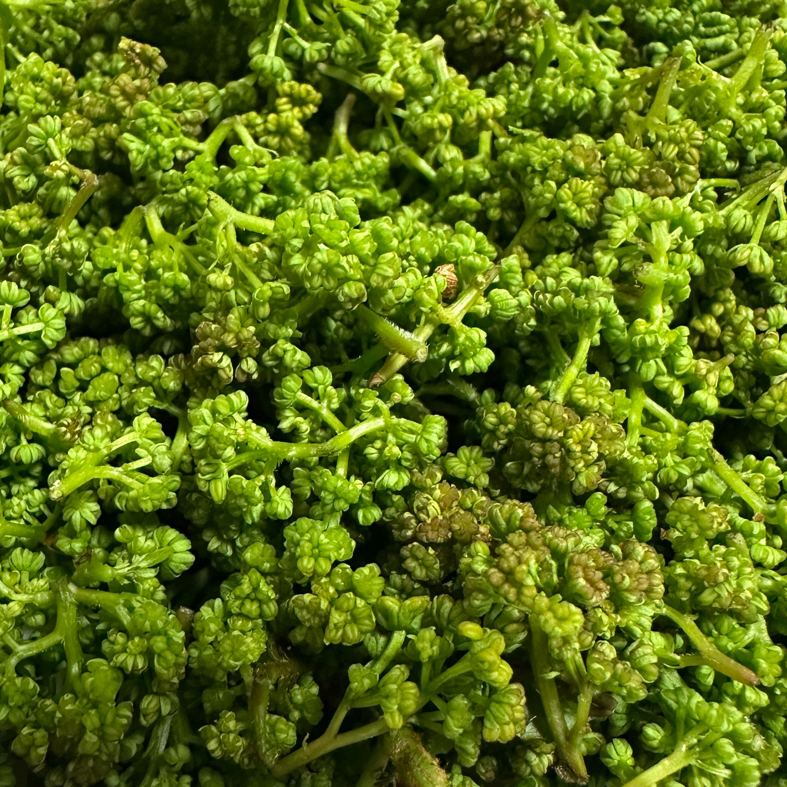 花山椒 50g 即日発送　天然 天然】花山椒50g ｜ 野菜/スパイス 産直アウル 農家・漁師など