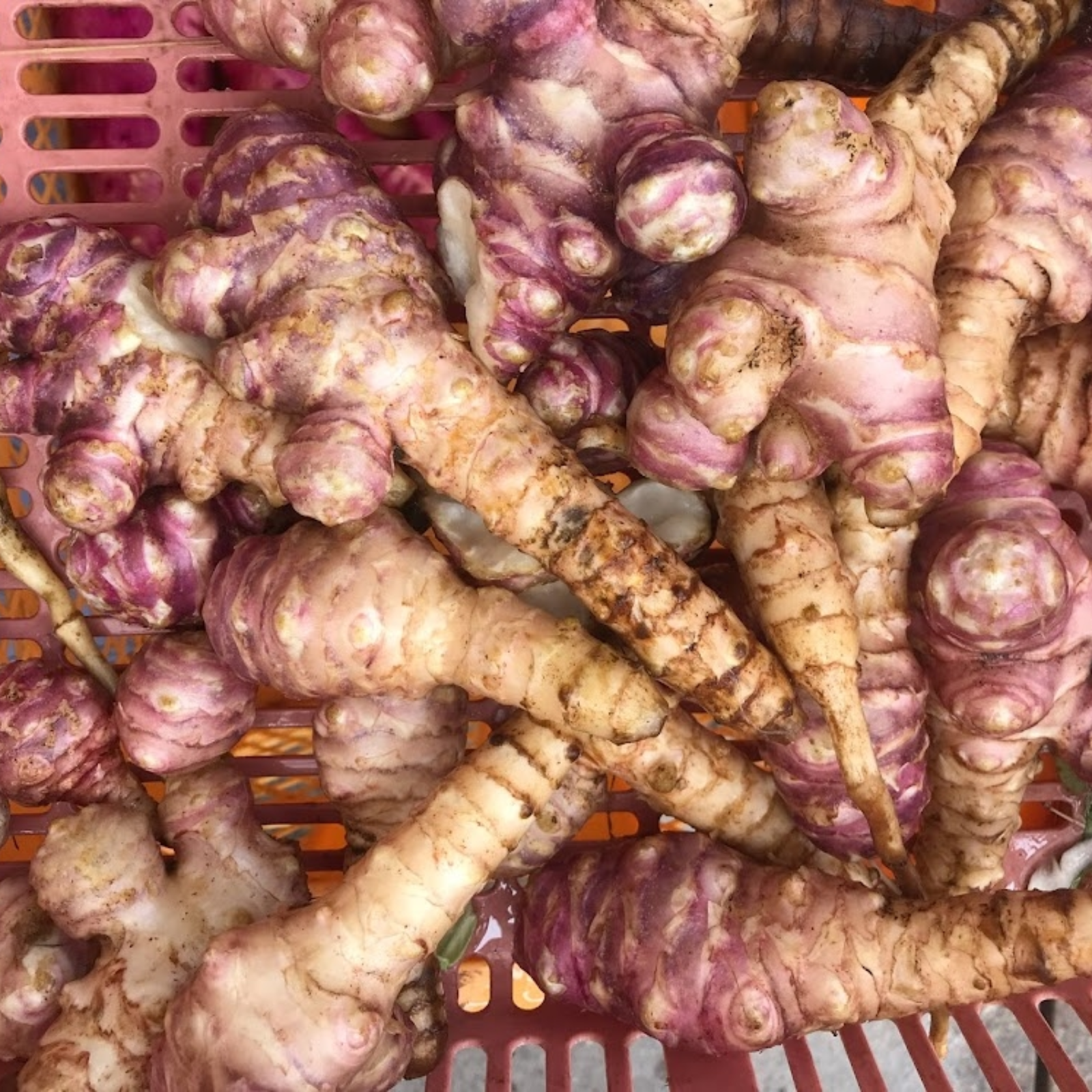 掘りたて菊芋4kg 無農薬 ｜ 野菜/その他野菜 産直アウル 農家・漁師
