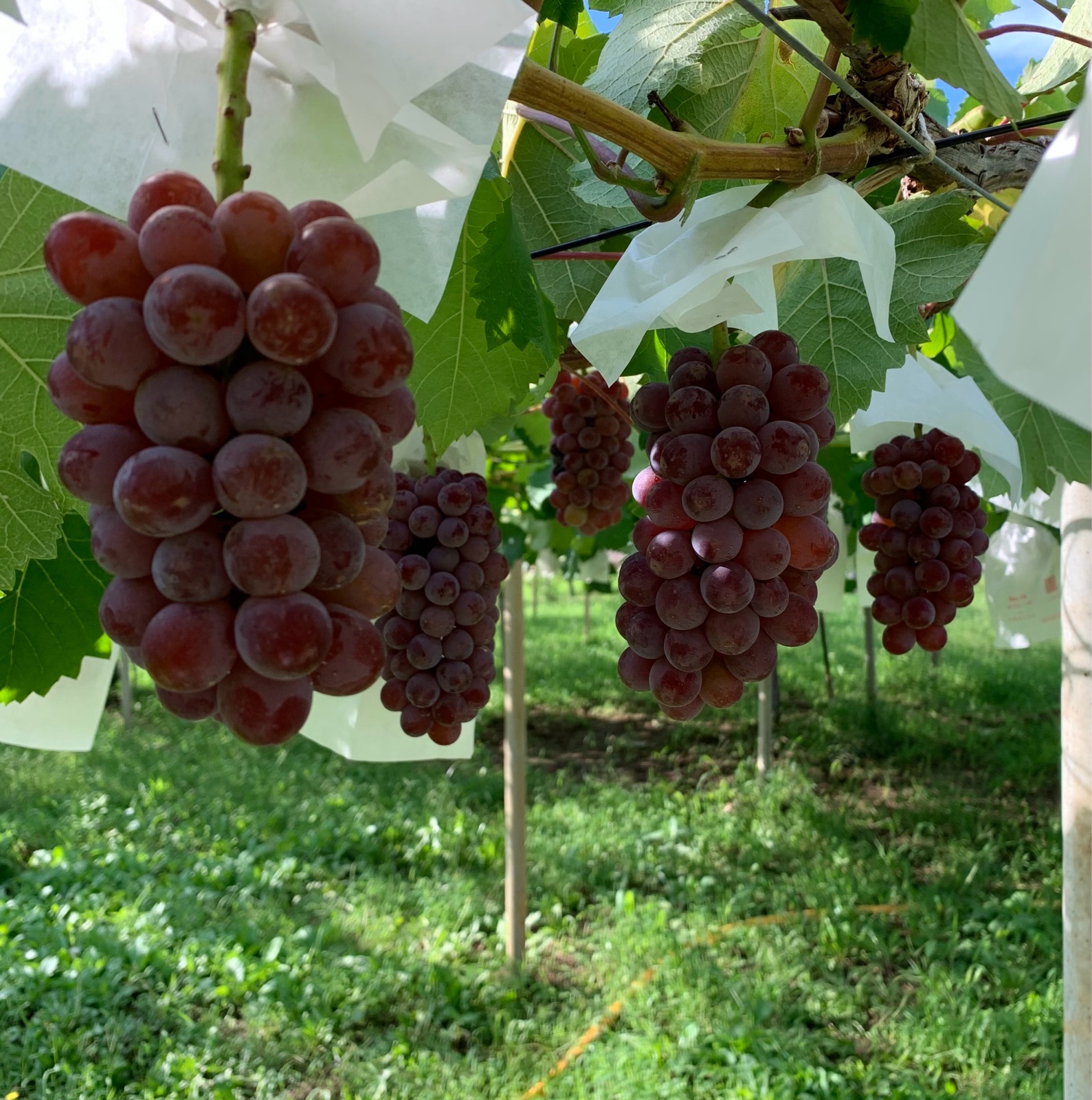 デラウェア　４kg　クール便 キングデラウェア 2kg箱に入るだけ（写真の梱包画像がイメージです