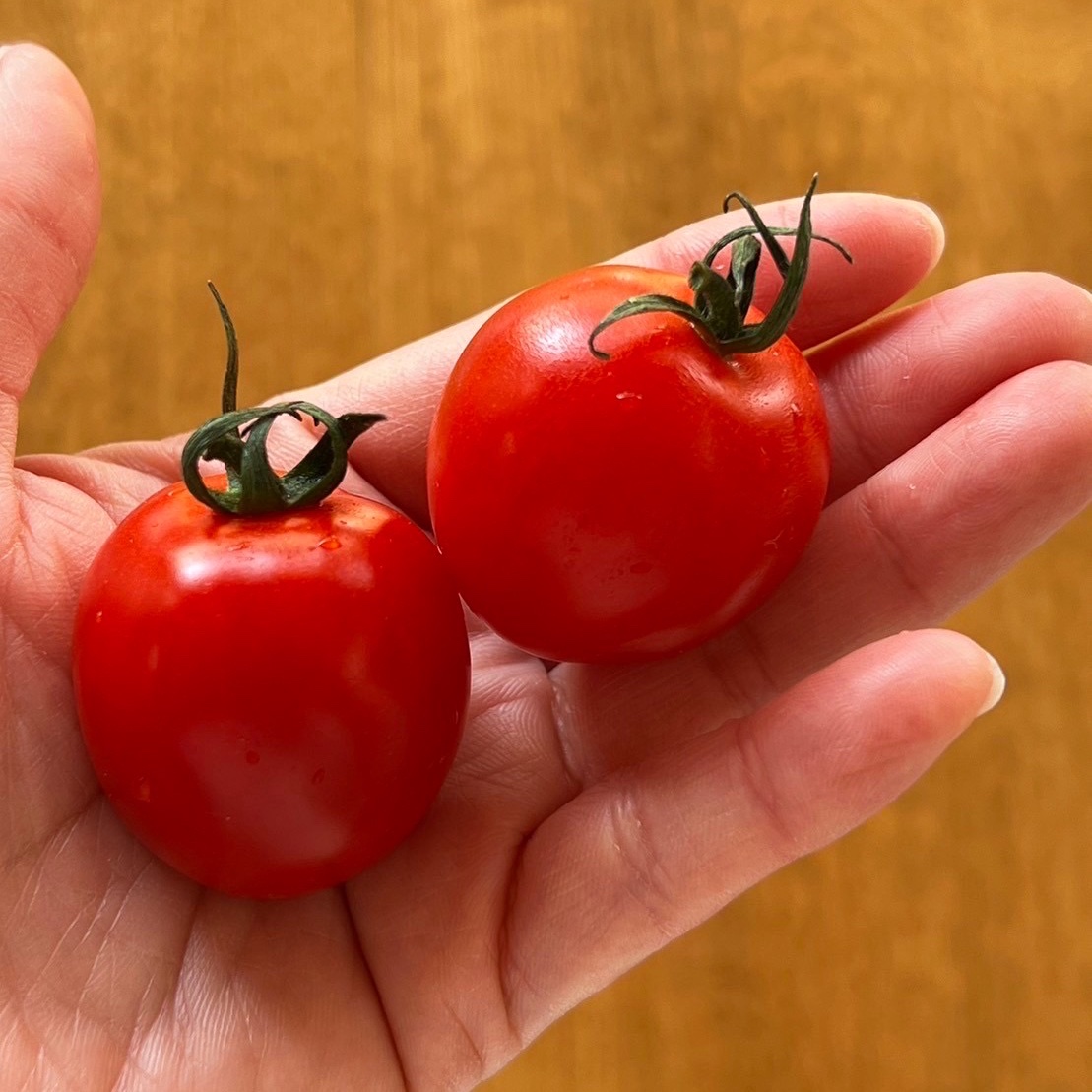 トマト トマト缶 ダッテリーニ 400g CASAR DATTERINI POMODORI｜イタリア屋