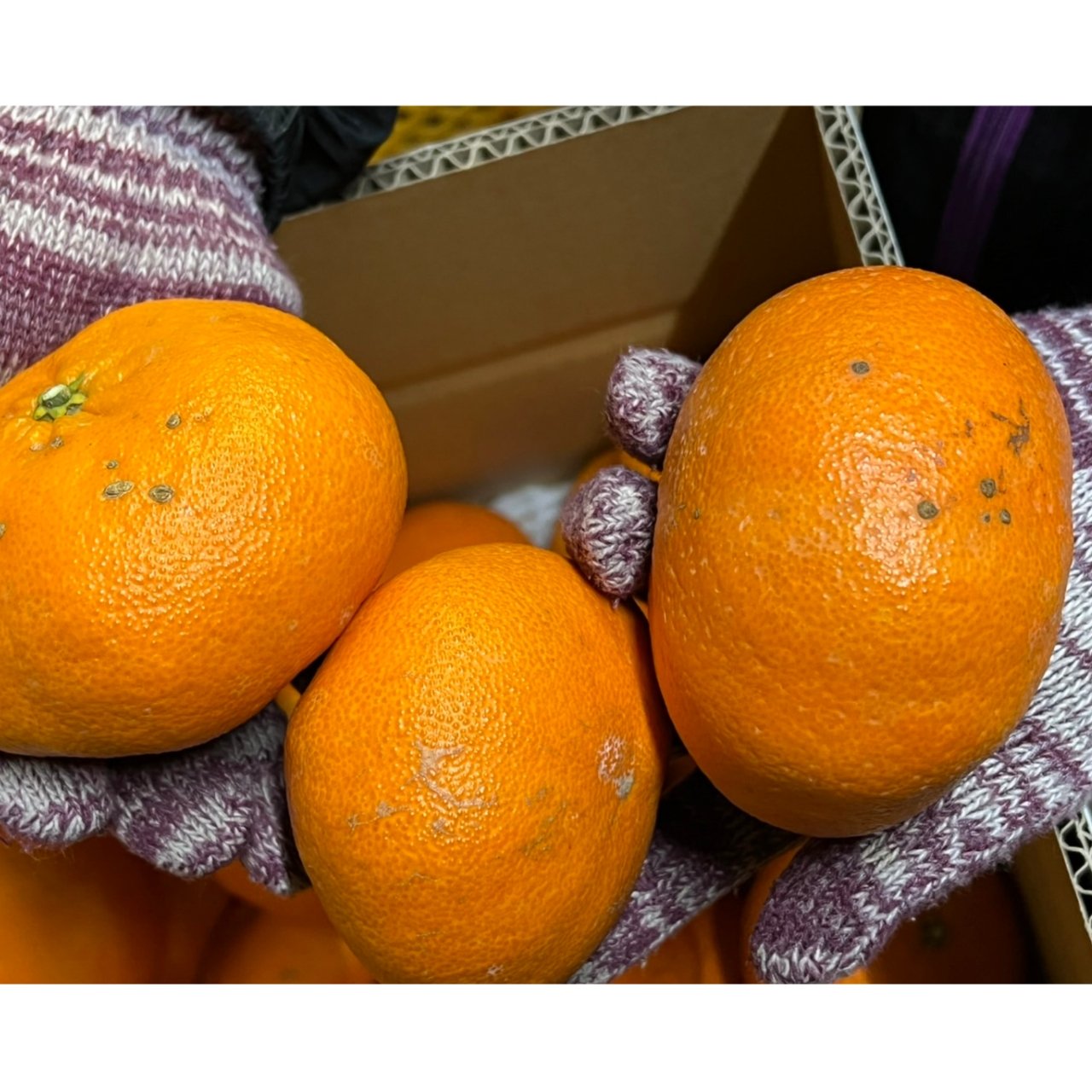 甘平オレンジ 10kg 大特価 ☆大特価 甘平 10kg ☆大特価 甘平 10kg 楽天市場】甘平