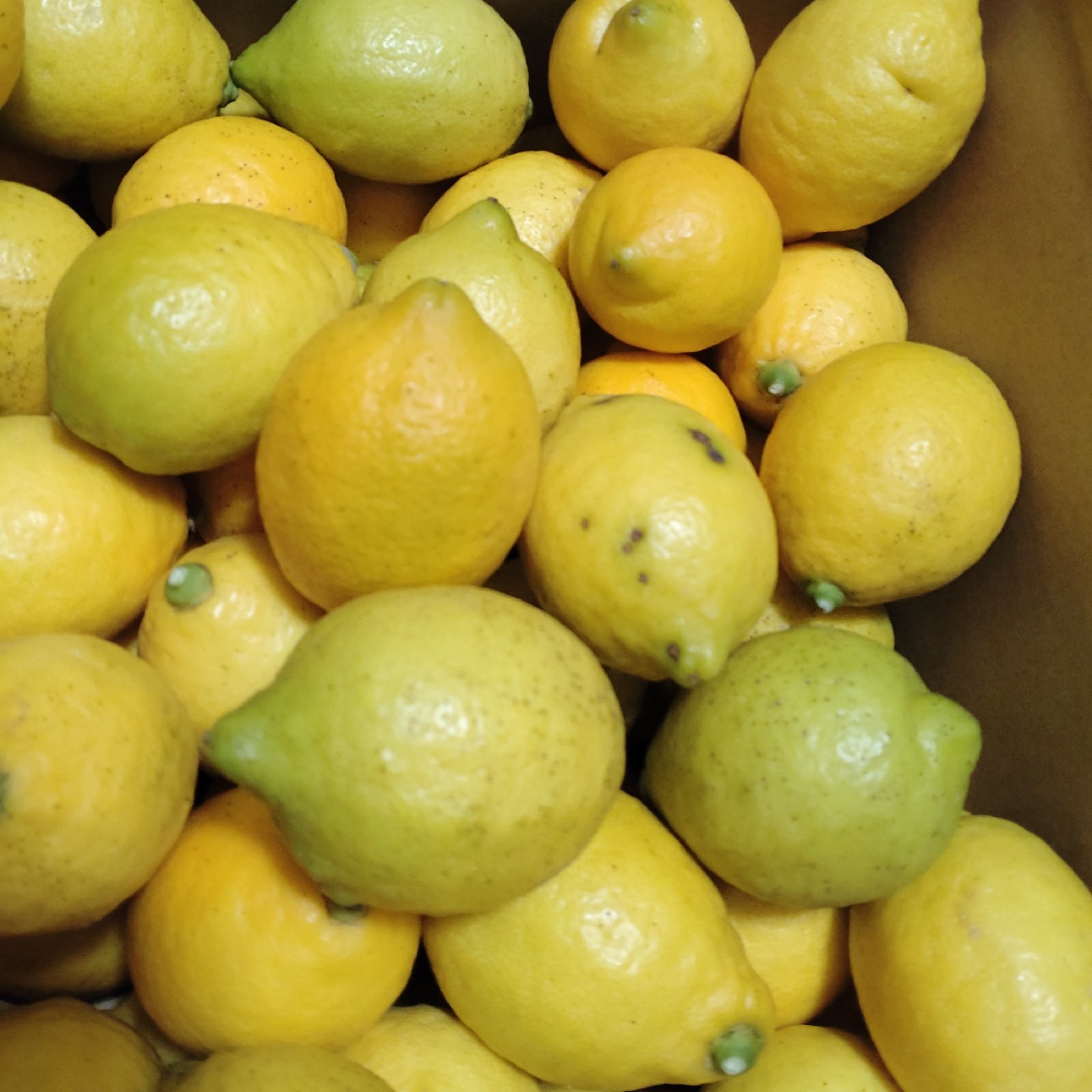 訳あり】坂口農園のちびレモン🍋 ｜ 果物/香酸柑橘(ライム・レモン等