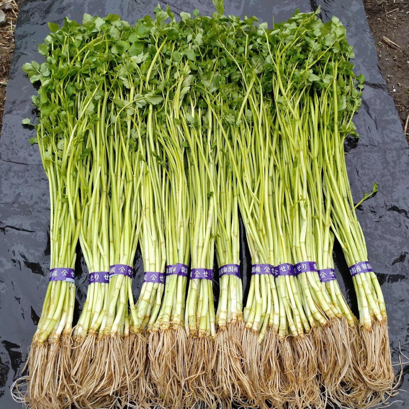 秋田県産 サラダに最適なせり1束約150g×12束 ｜ 野菜/その他野菜 産直 