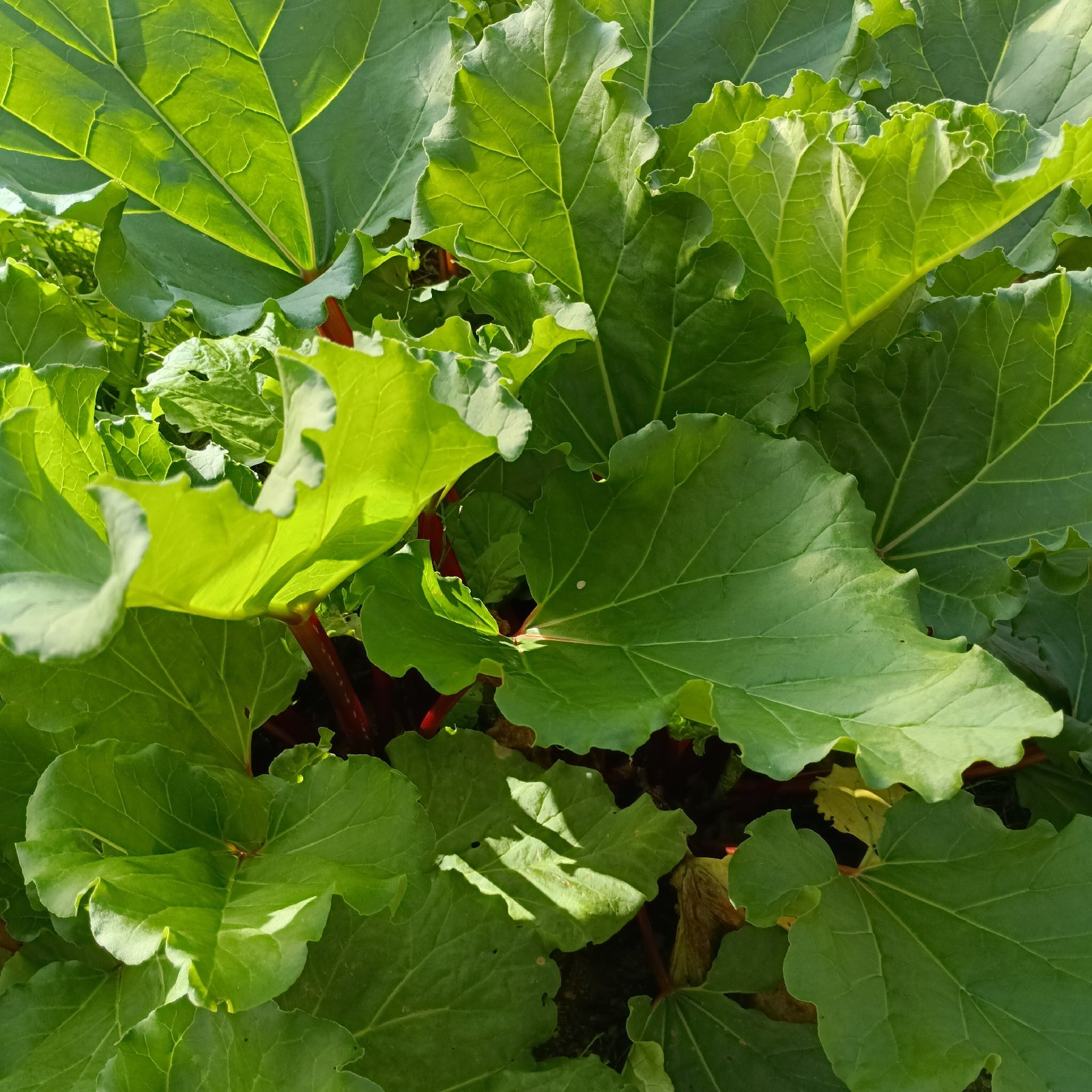 高原のフレッシュ赤ルバーブ 1kg 農薬・化学肥料を使っていません