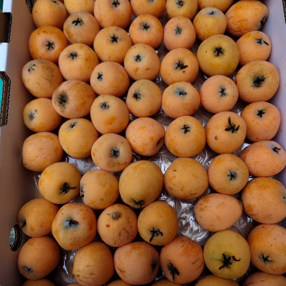 びわ（果物）の産地直送商品一覧（通販・お取り寄せ）-産直アウル