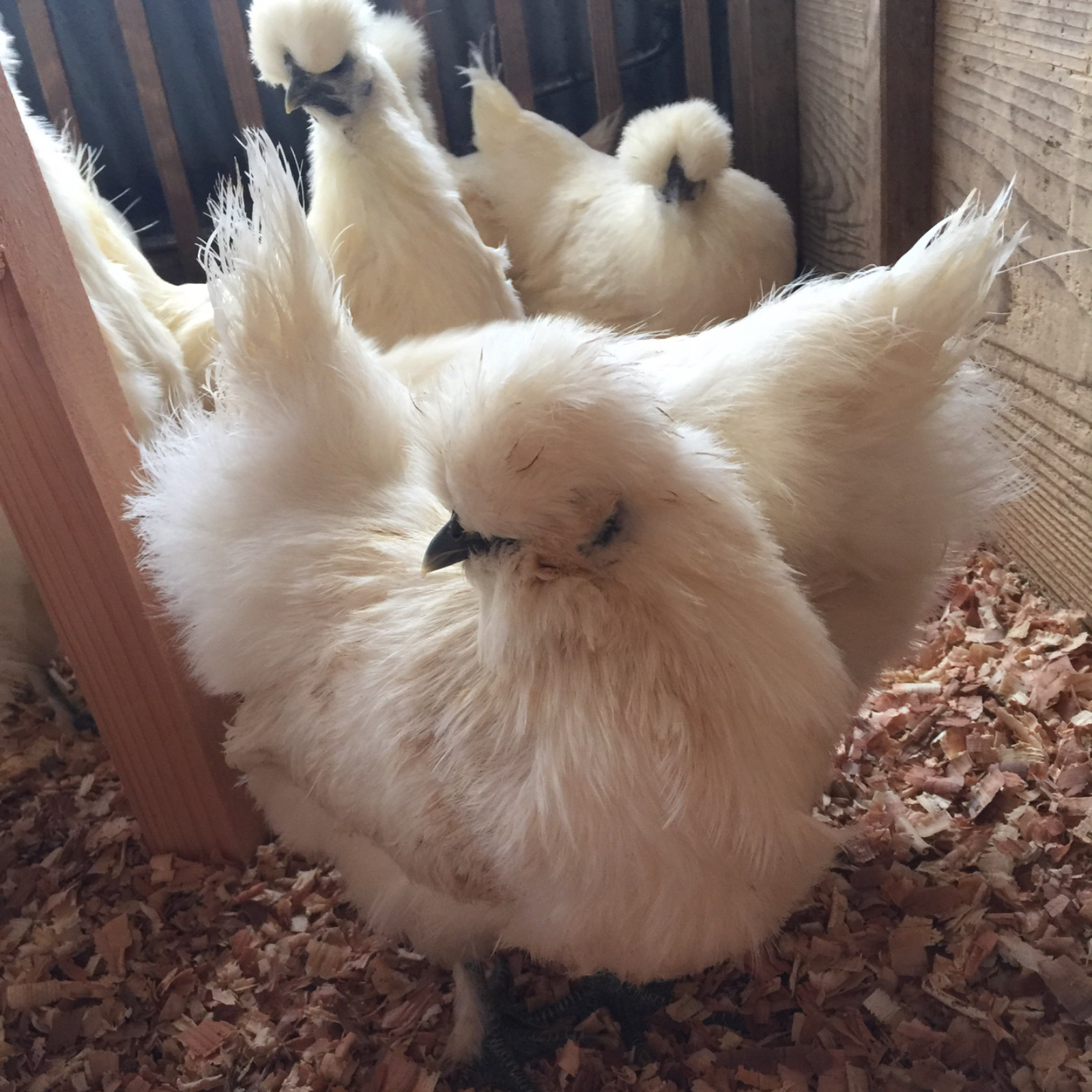 平飼い烏骨鶏の卵50個（割れ保証込み） ｜ 卵/鶏卵 産直アウル 農家