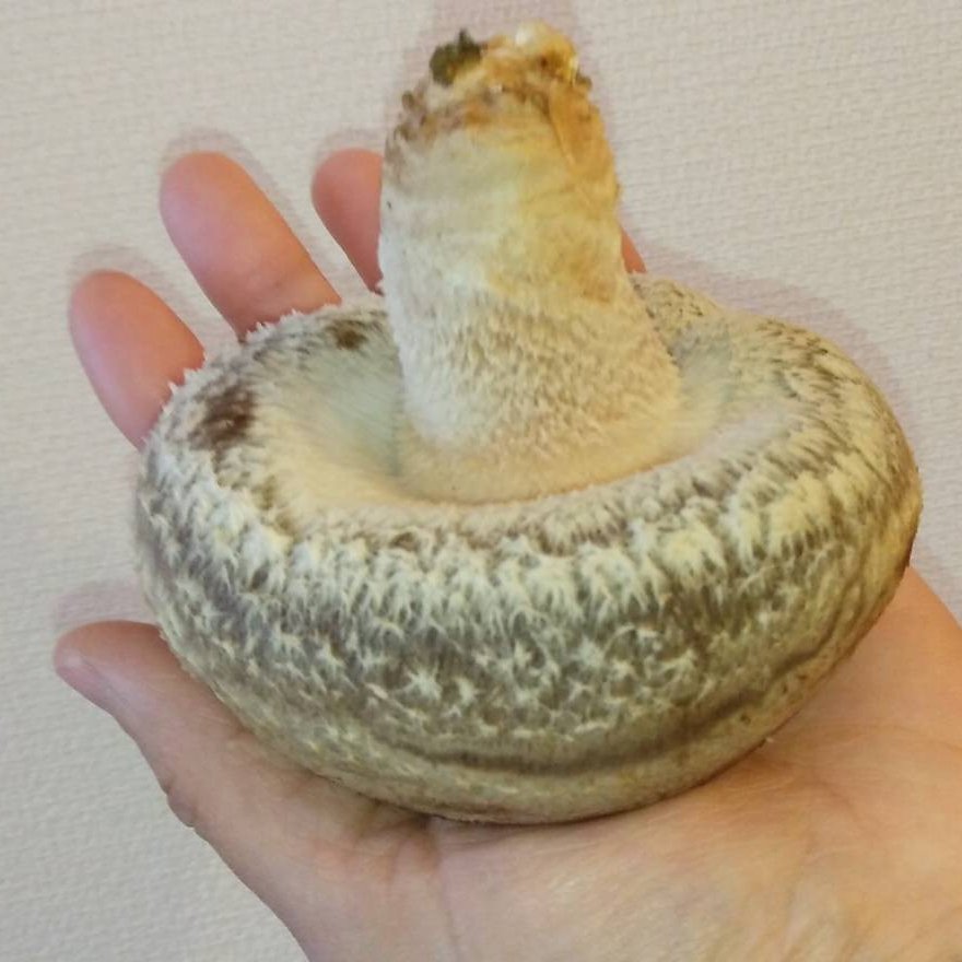 採れたて肉厚原木生椎茸 ｜ 野菜/きのこ 産直アウル 農家・漁師など
