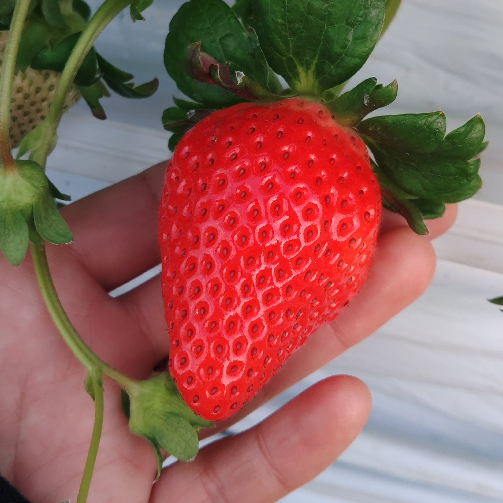 mikaberry（高知県・宿毛市）｜生産者詳細｜産直アウル