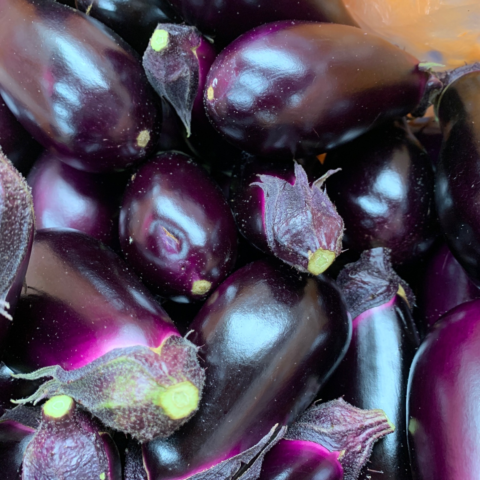 数量限定 でかピカ茄子🍆 ｜ 野菜/茄子 産直アウル 農家・漁師など生産