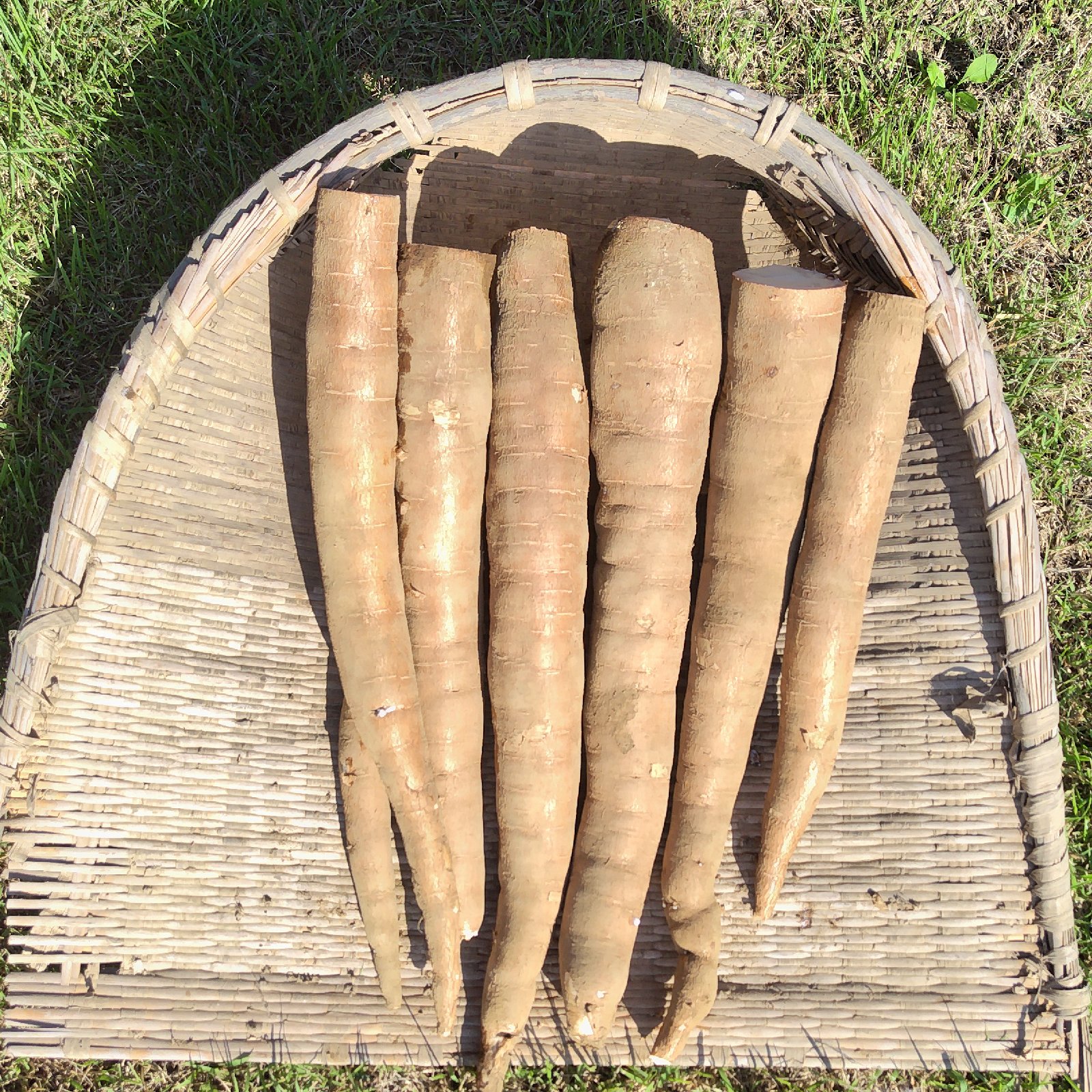 キャッサバ mandioca yuca 黄色甘味種4.5Kg ｜ 野菜/その他野菜 産直