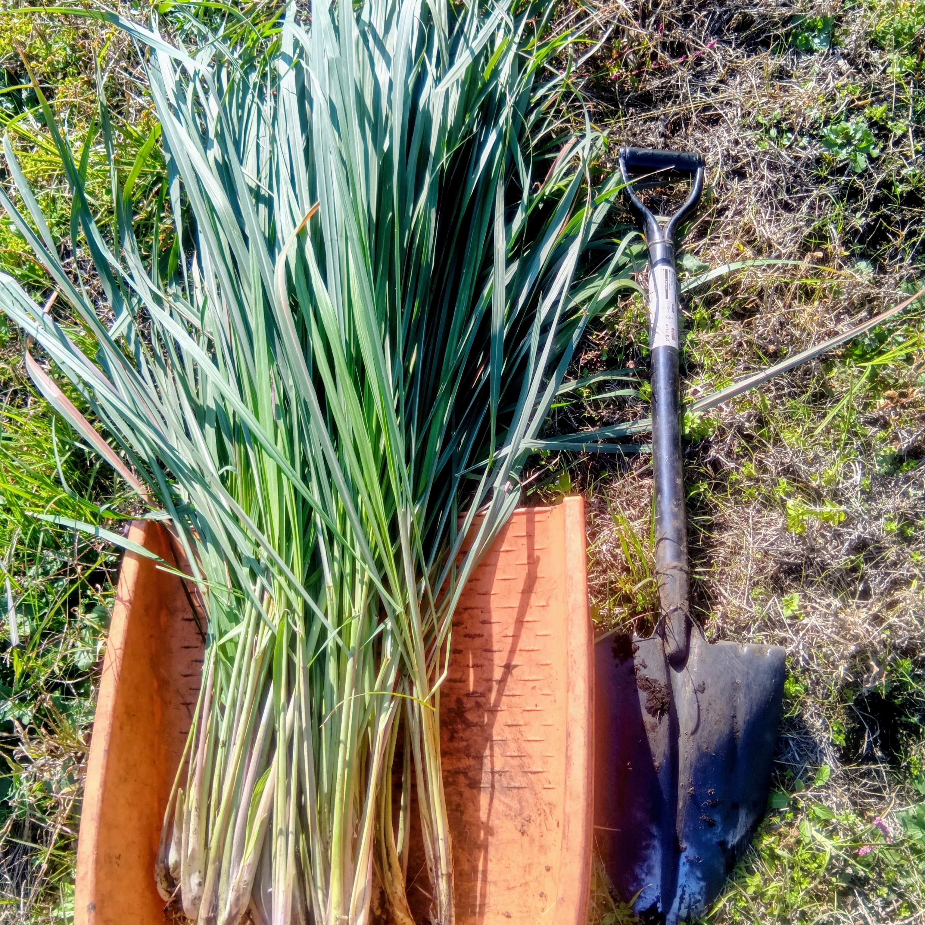 完全無農薬レモングラスの葉 10キログラムです。 完全無農薬レモン