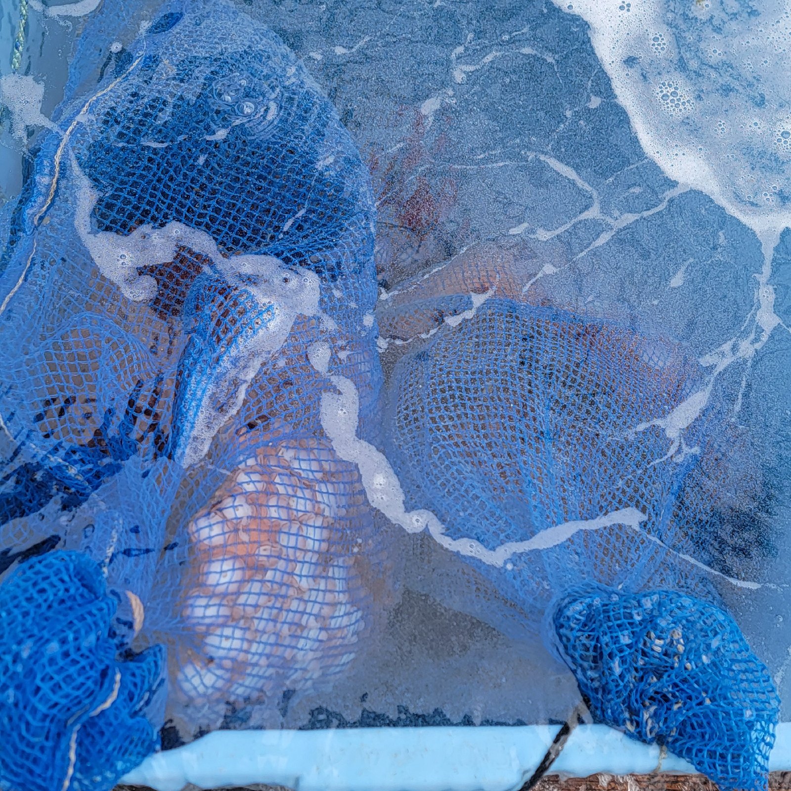 食べ応え抜群の太いタコ足 1.2キロ | 魚介類/タコ 産直アウル 農家から