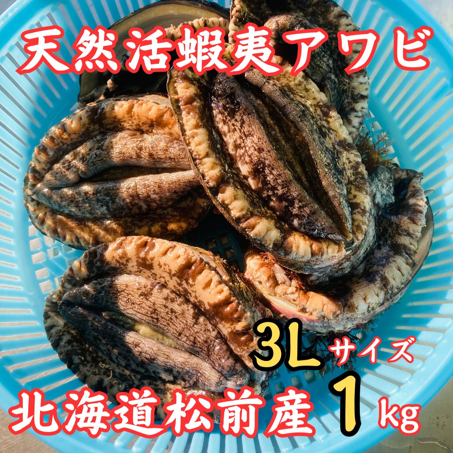 イワヒバ(岩松） NO 1 激安投売り大特価 見事な大きさです 30年物