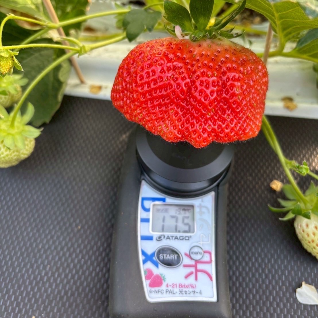 糖度15度オーバー】一万人が虜になった究極の匠の叡智『八女津姫