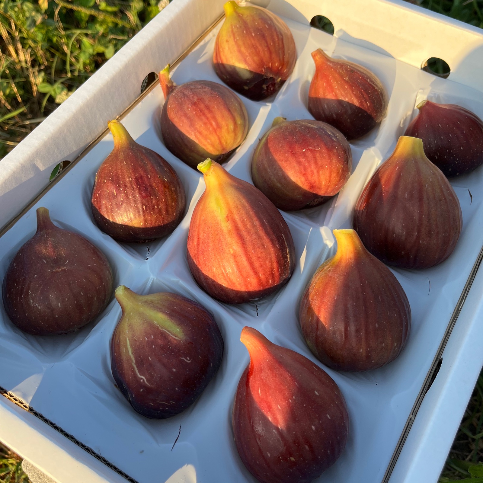 アリス農園の完熟イチジク 36個入り ｜ 果物/いちじく 産直アウル 農家