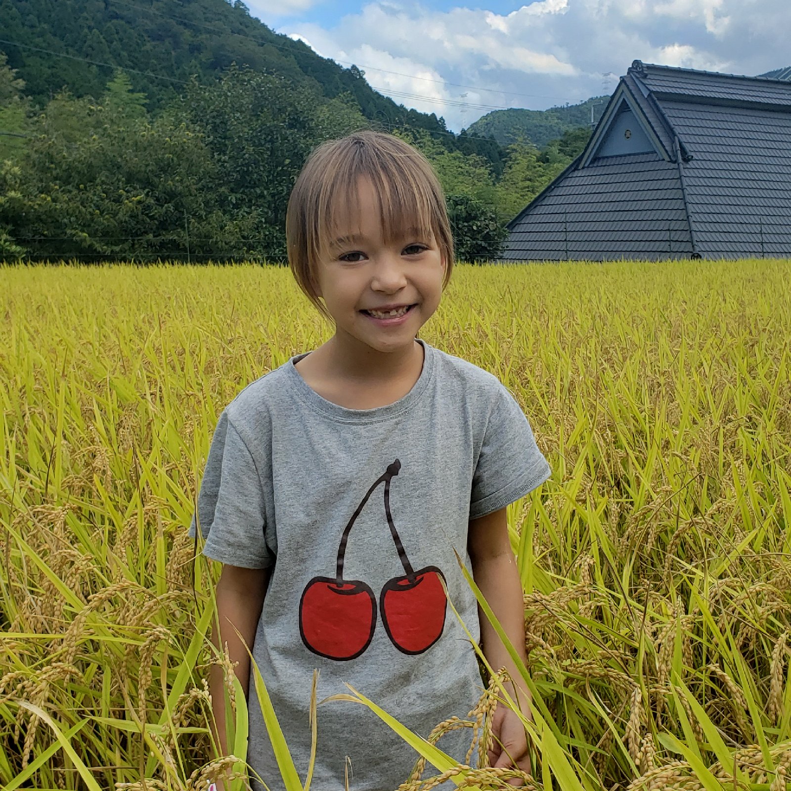 京都美山のキヌヒカリ【大嘗祭献上米に選ばれた注目のお米】 ｜ 米