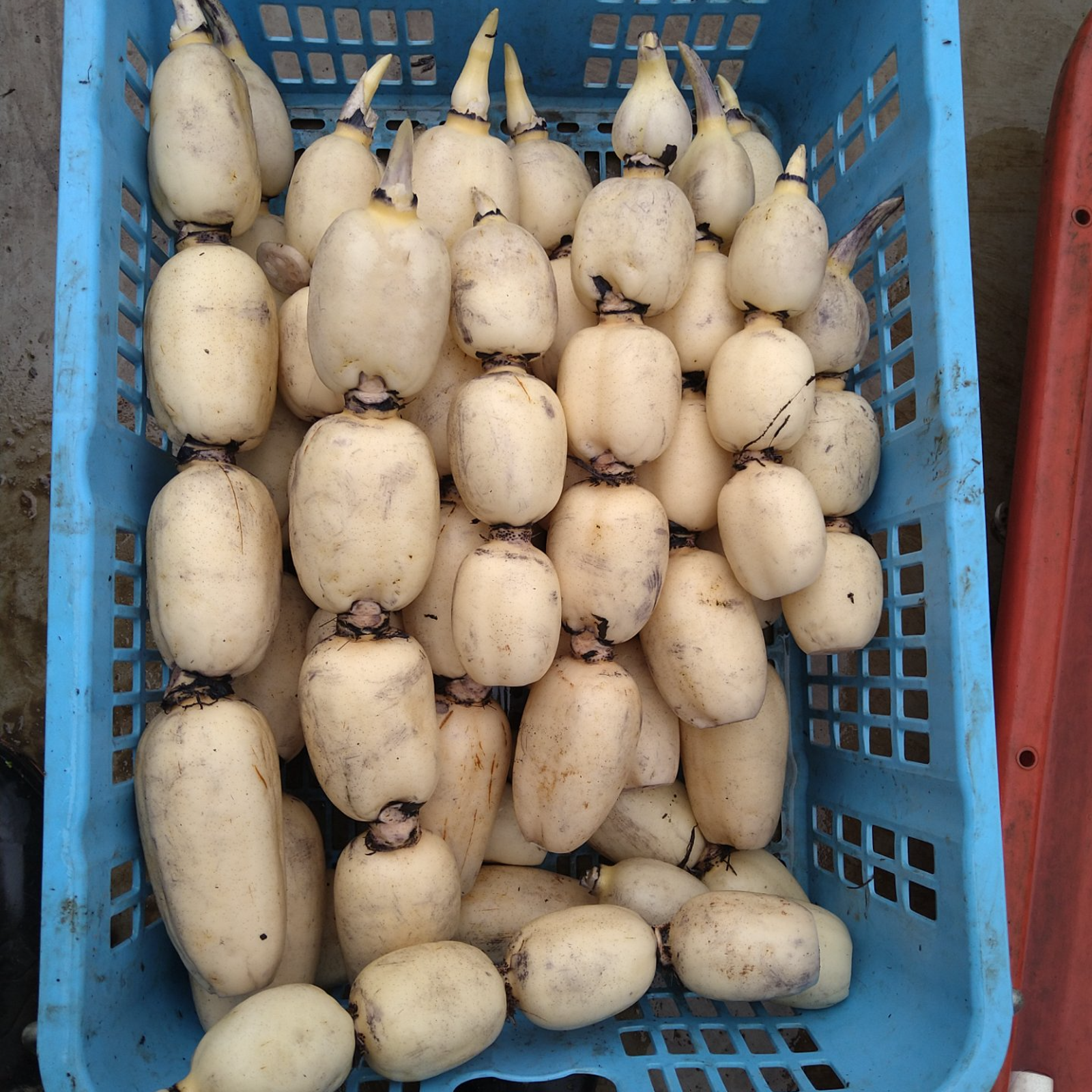 常温便 茨城県産 れんこん 4キロ レンコン 蓮根 | 野菜/蓮根 産直