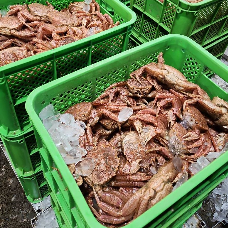 カニポケット品 噴火湾毛蟹籠漁 解禁】 朝水揚げ毛ガニ(中サイズ) ｜ 魚介類/カニ 産直