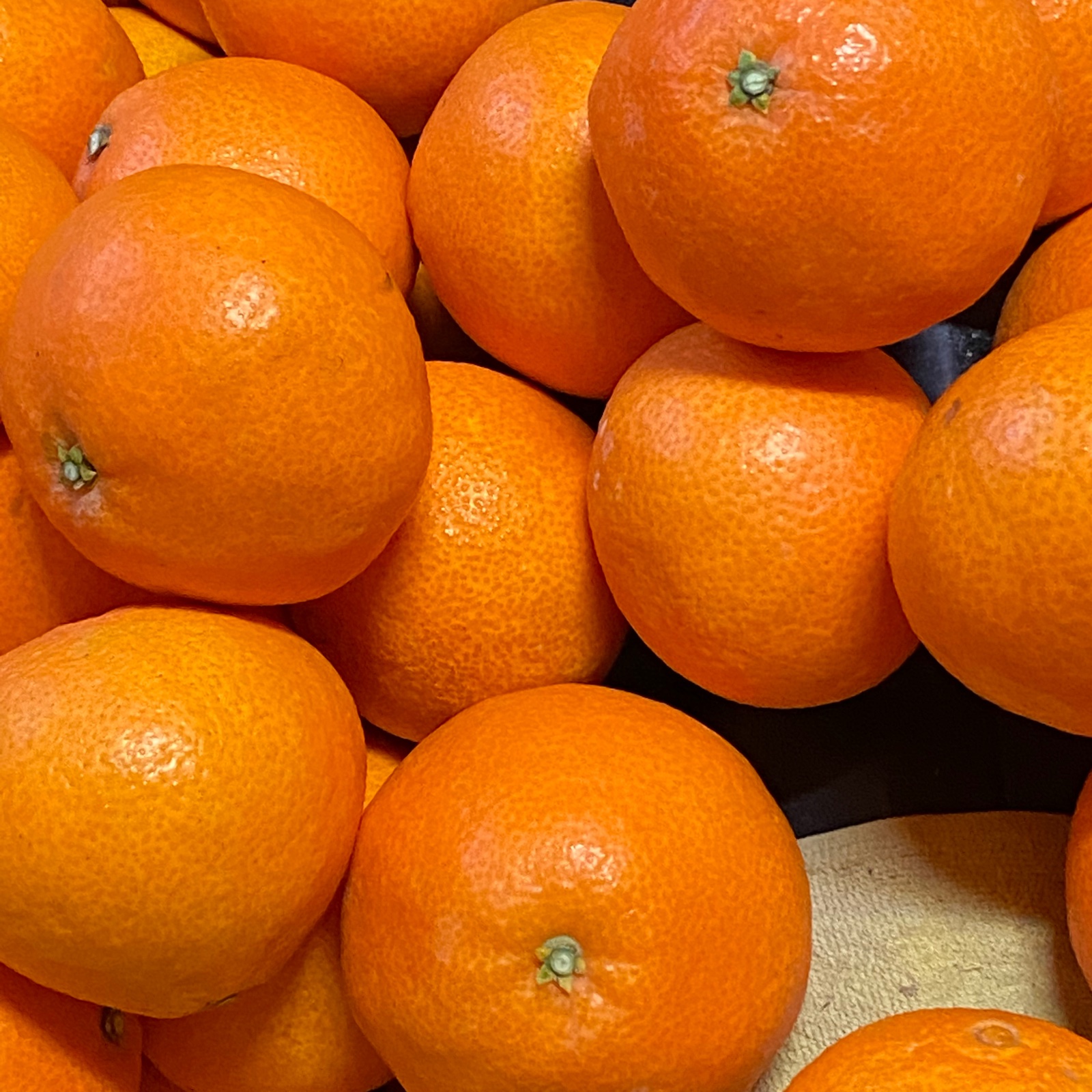 愛媛県限定栽培】太陽と海のまどんな🍊（2.5k入） ｜ 果物/オレンジ