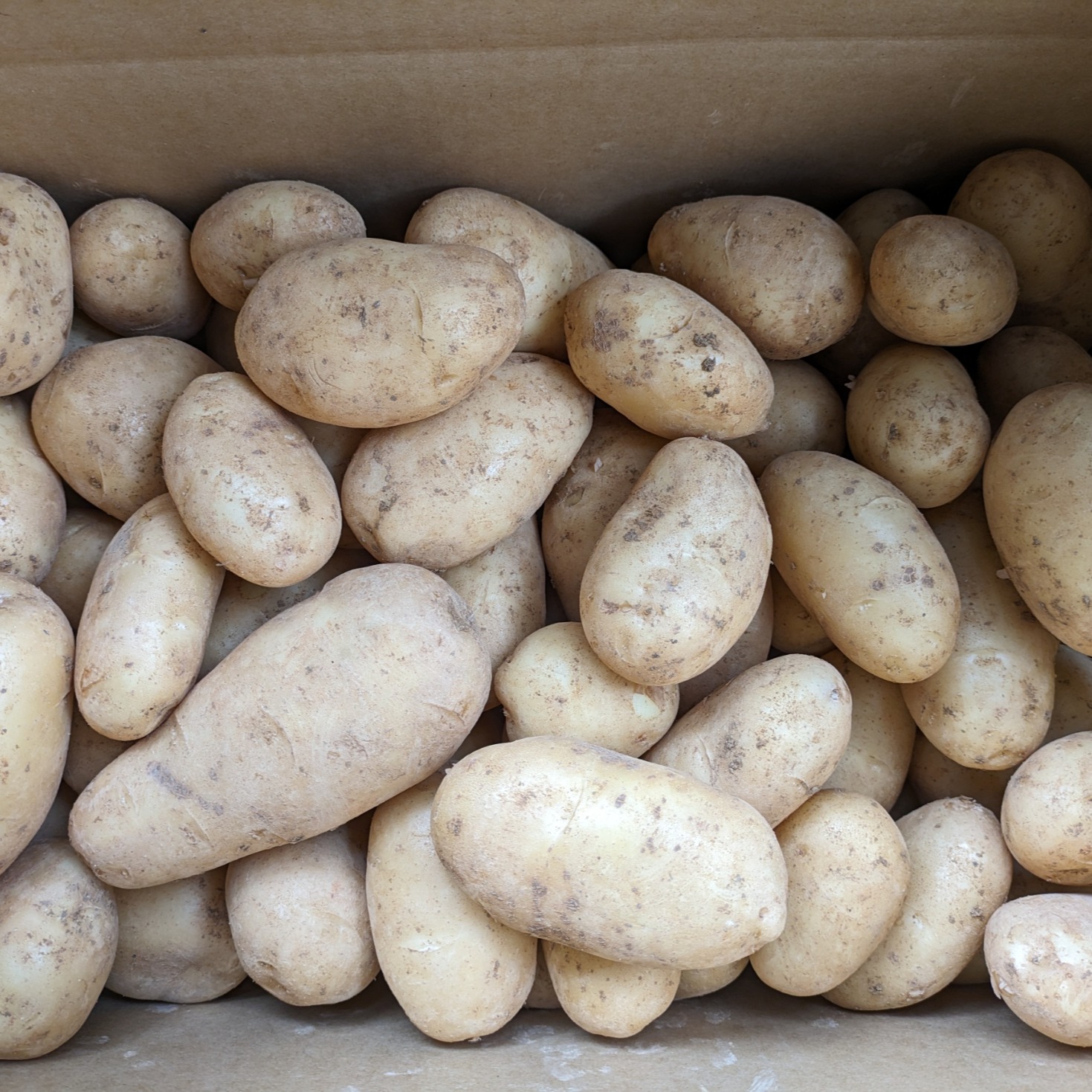 沖永良部島産新じゃがいも10キロ ｜ 野菜/じゃがいも 産直アウル 農家
