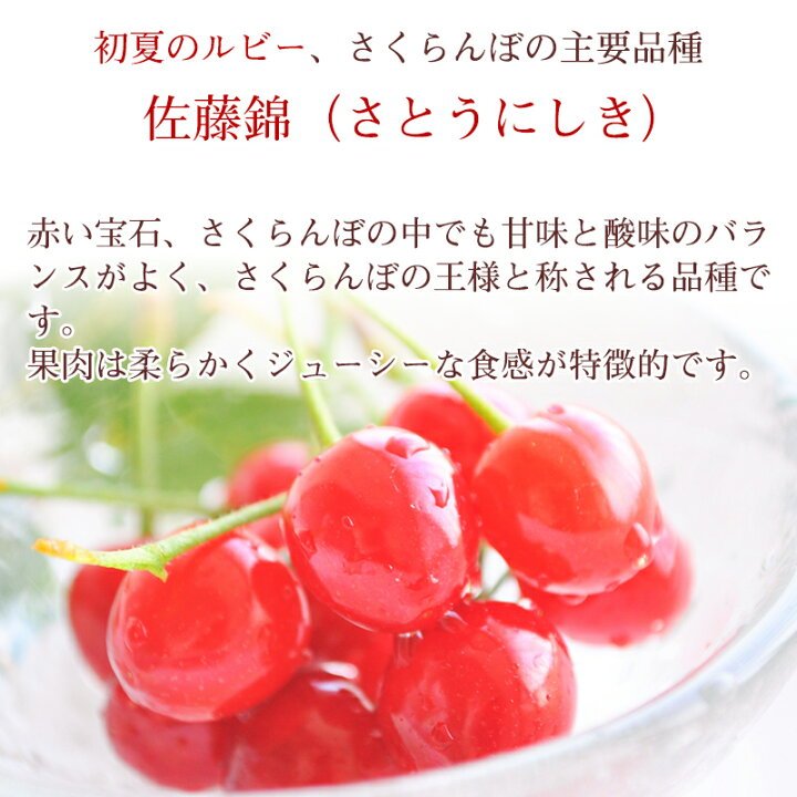 減農薬栽培・化学製肥料不使用】朝採れ新鮮！さくらんぼの王道【佐藤錦