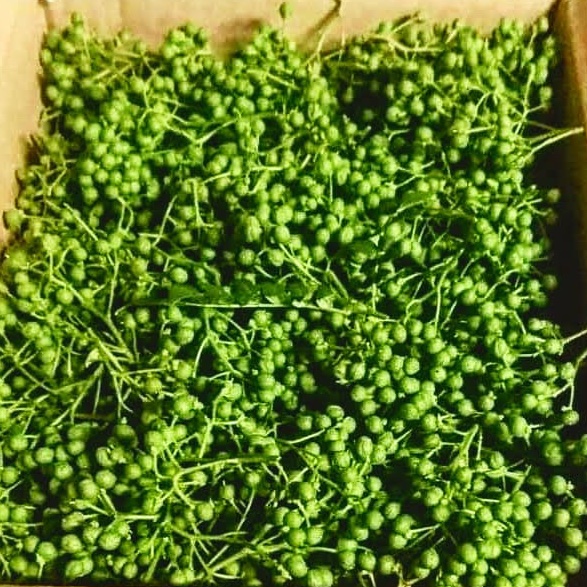 朝倉山椒の実 2kg クール便着払い 朝倉山椒の実 2kg クール便着払い