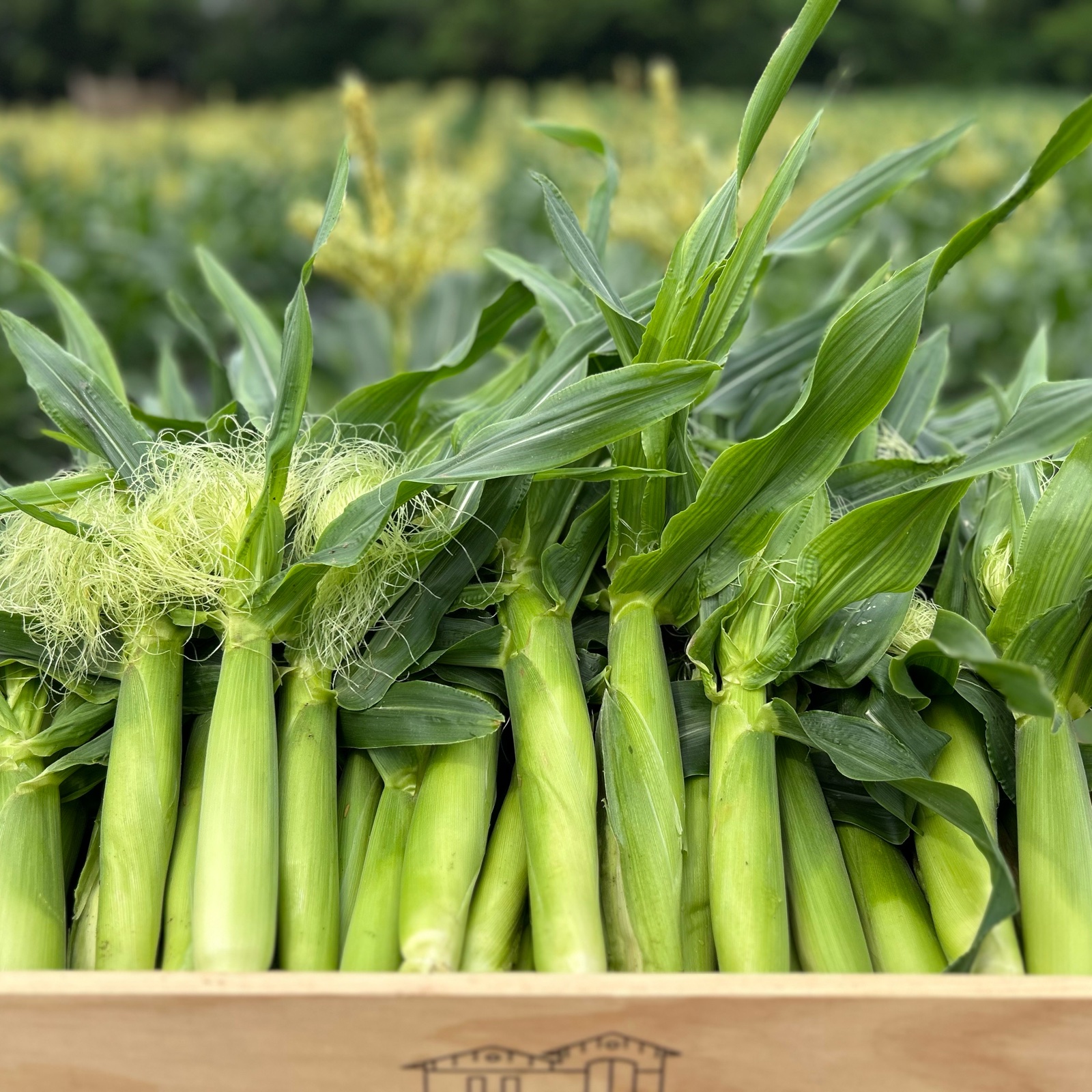 ヤングコーン 50本入り ｜ 野菜/その他野菜 産直アウル 農家・漁師など