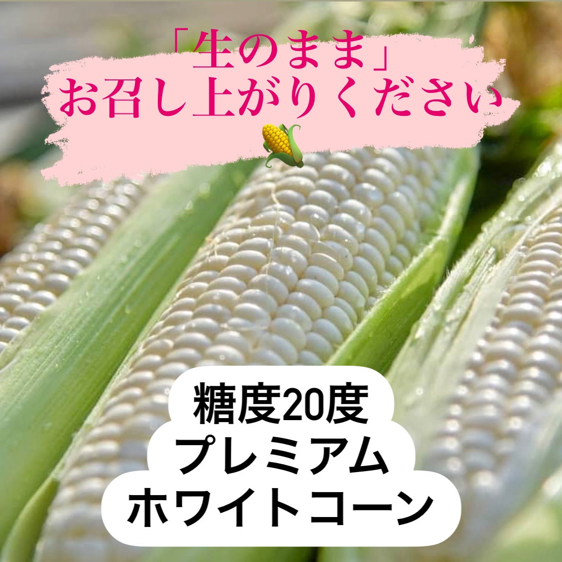 生のまま 糖度度 まるでスイーツ プレミアムホワイトコーン 野菜 とうもろこし 産直アウル Owl 農家から直接野菜などの 食材を購入できる産地直送の宅配通販サイト