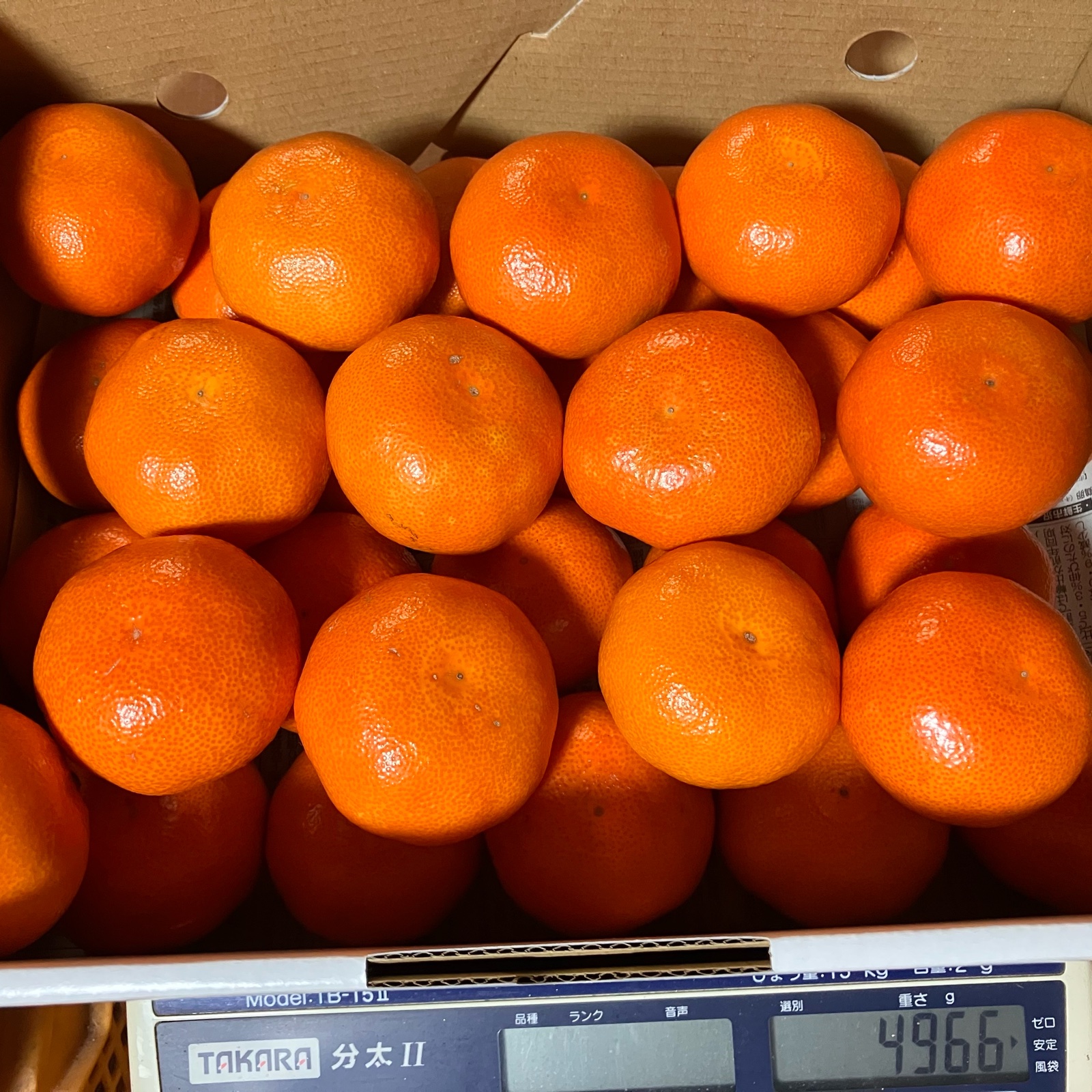 小原紅早生5㎏（優品） ｜ 果物/温州みかん 産直アウル 農家・漁師など