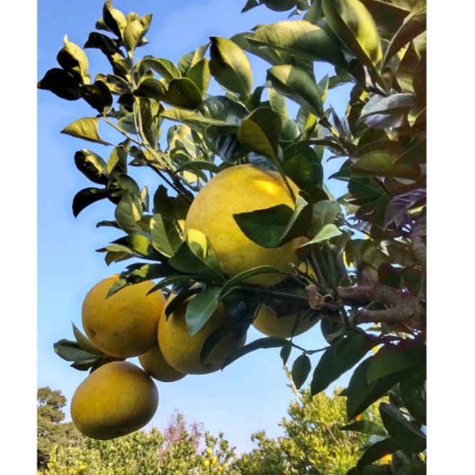 鹿児島県産サワーポメロ | 果物/オレンジ・その他みかん 産直アウル