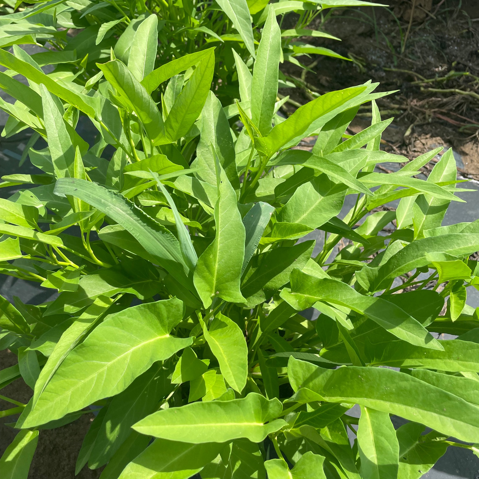 空芯菜】1キロ 炒めてパキッ、シャキッと夏野菜。 | 野菜/葉物 産直