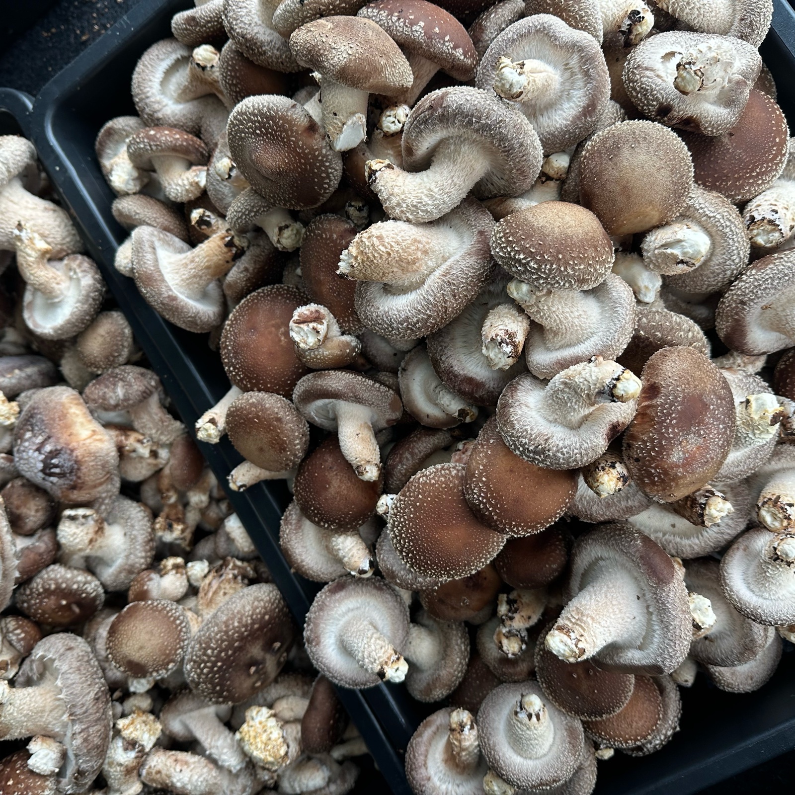 椎茸屋 ママきのこ（埼玉県・深谷市）｜生産者詳細｜産直アウル