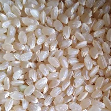 令和7年産 新米】須賀川の自然が育てたコシヒカリ玄米 10kg ｜ 米