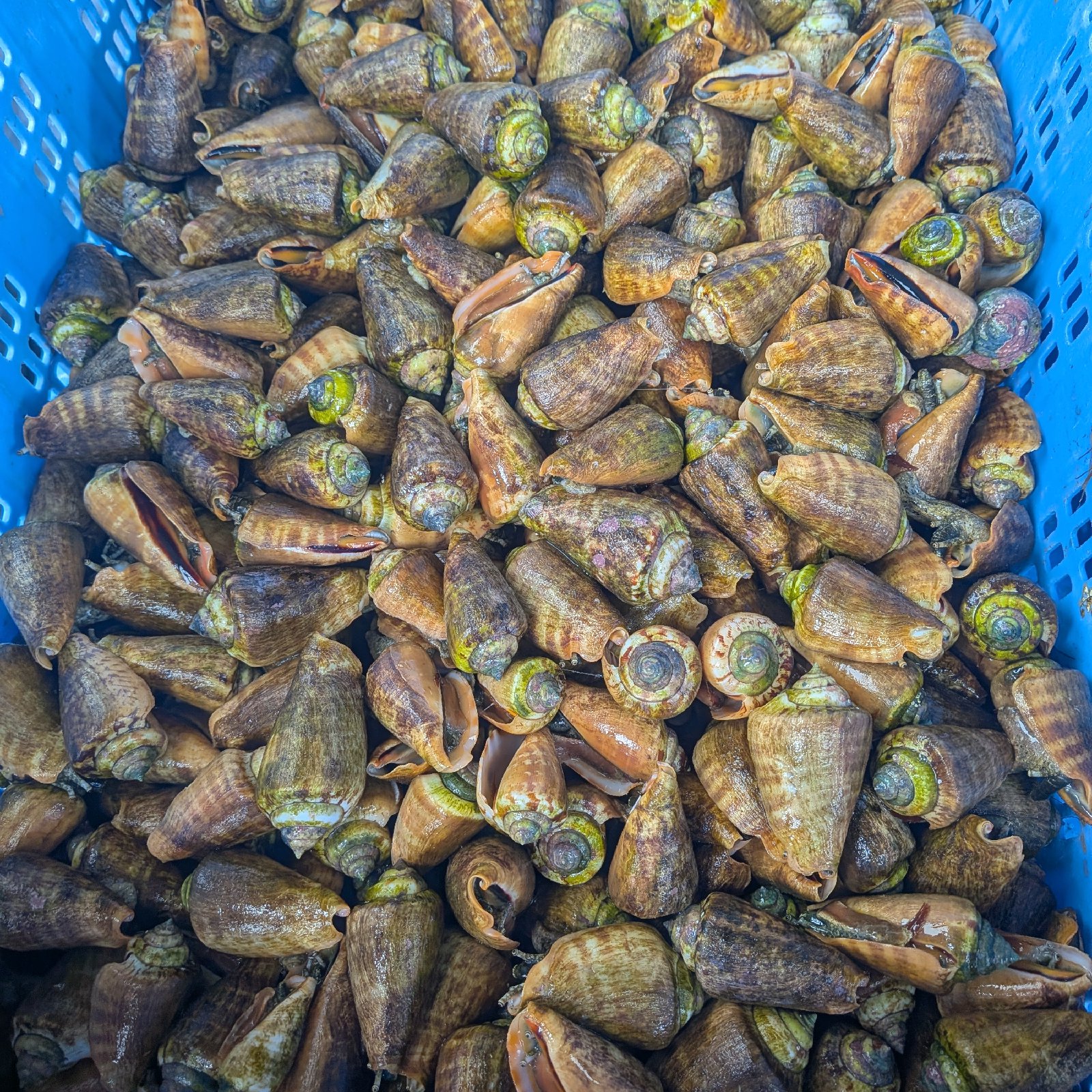 活き】活チャンバラ貝 マガキ貝 2kg サイズ色々 ｜ 魚介類/その他貝類