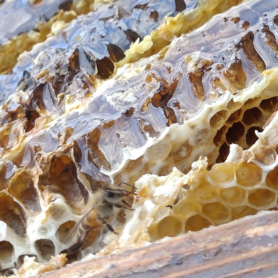 日本蜜蜂のはちみつ900ml×2個 061nihonmitsubachi_150_grande.