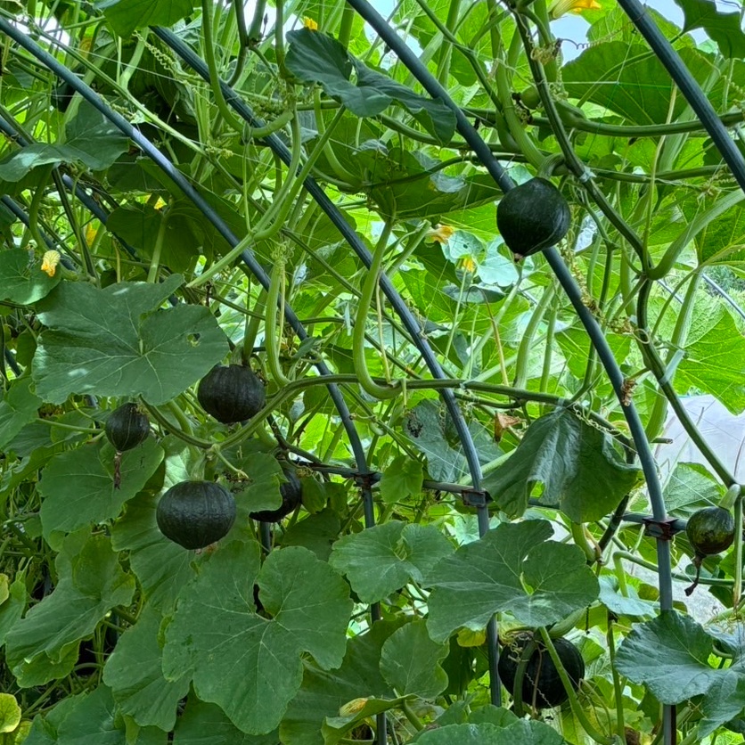 九重栗かぼちゃ ｜ 野菜/かぼちゃ 産直アウル 農家・漁師など生産者