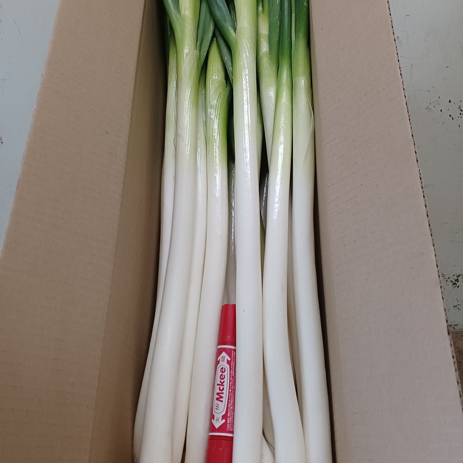 ⭕️創業49周年記念感謝セール⭕️2,780円→980円❗❗信州産【白ネギ