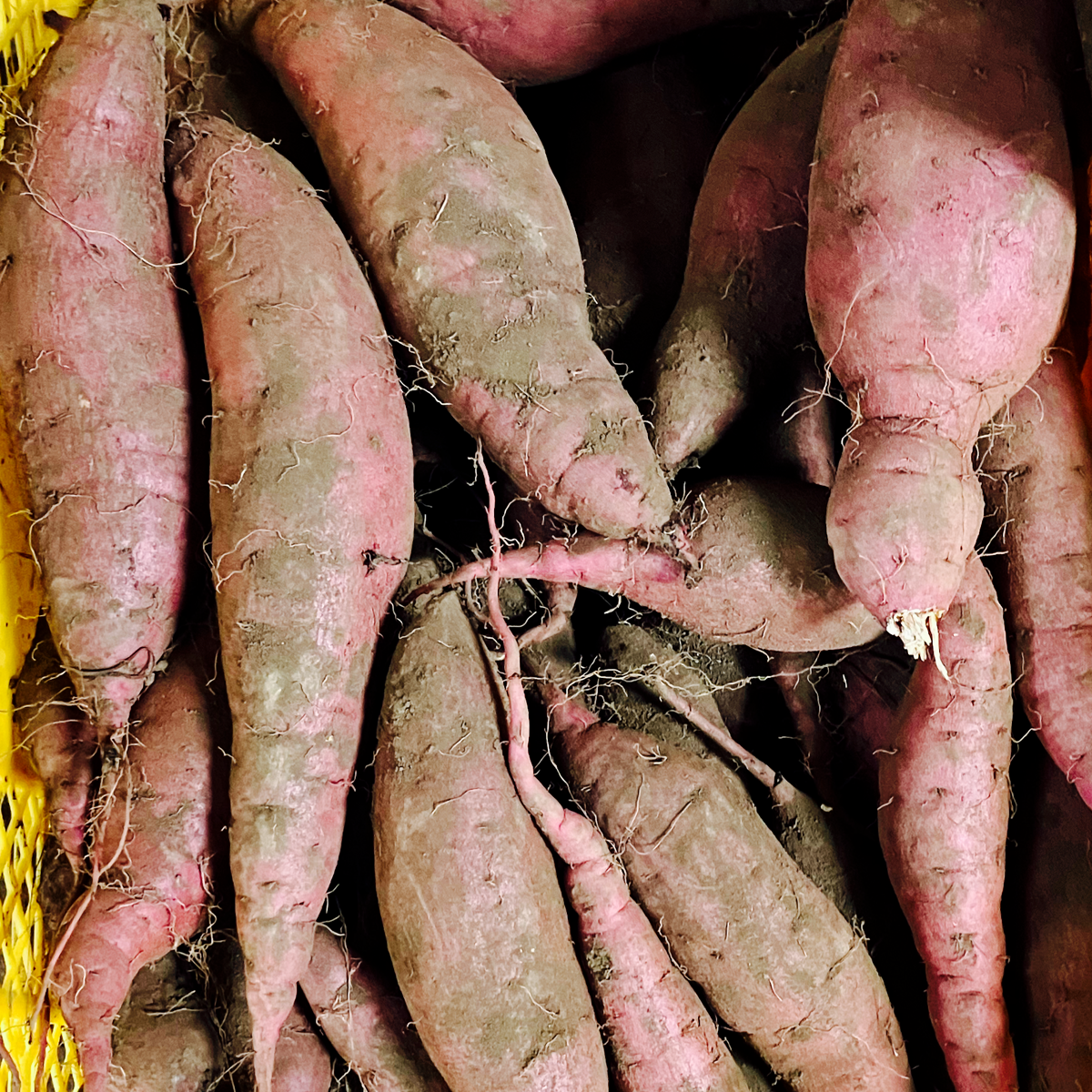 熊本県産 土付きお芋 紅はるか さつまいも 訳あり品 規格外品 5kg【003