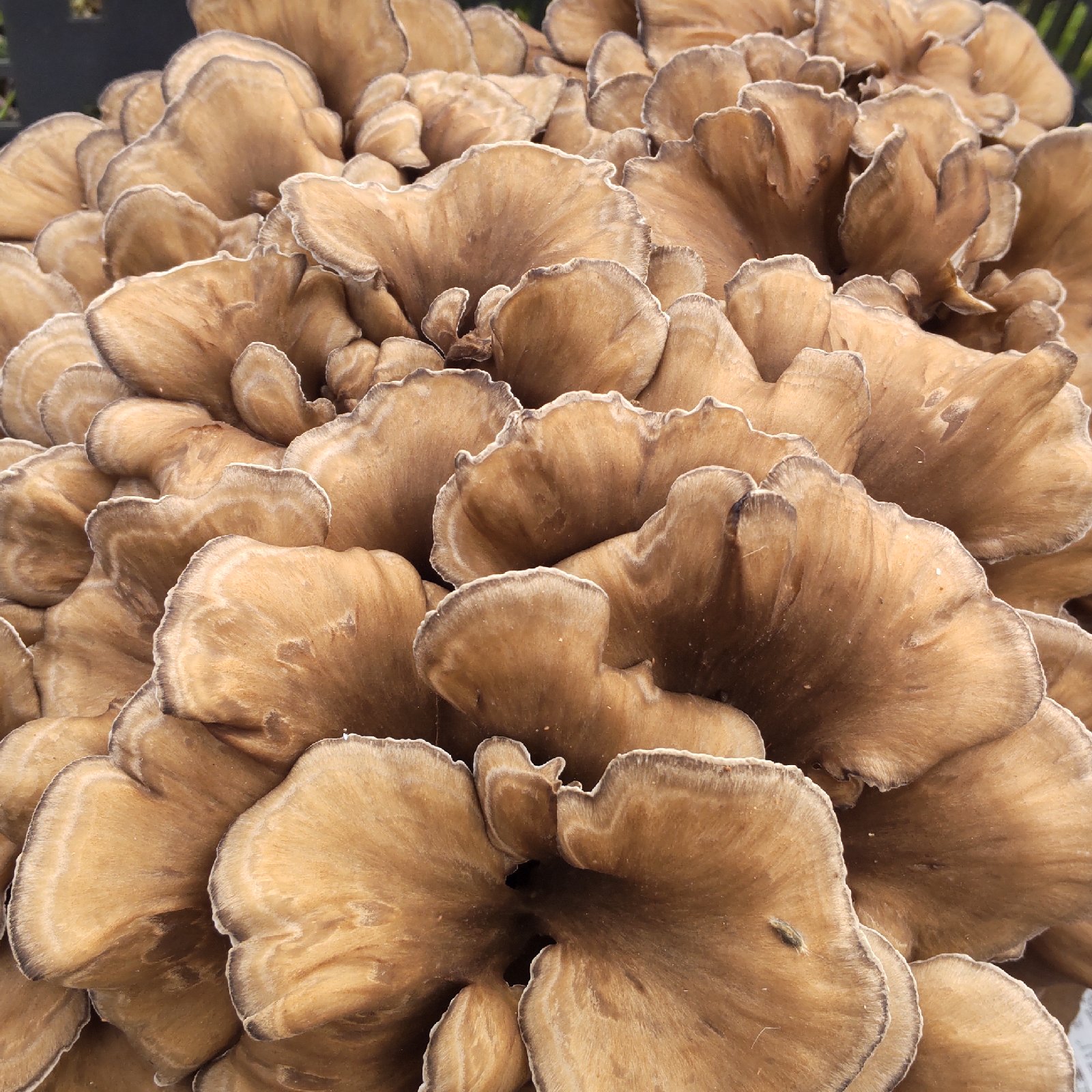 食品 秋田県産 天然 舞茸 2kg