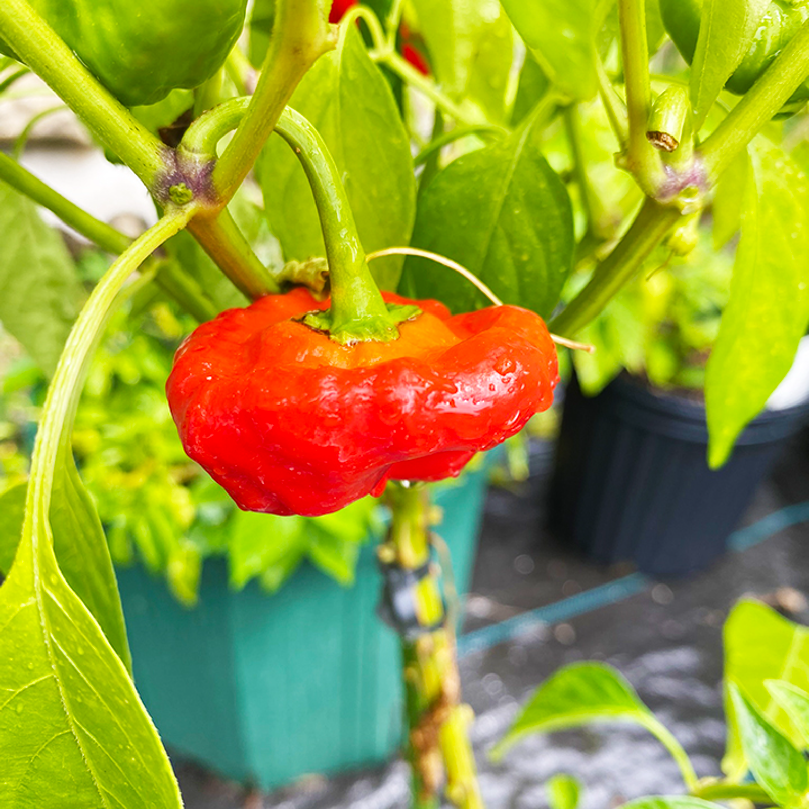 お試し】スコッチボネット（約100g） | 野菜/スパイス 産直アウル 農家