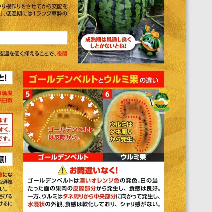 山形県産 金色羅皇 すいか 2Lサイズ 家庭用 ｜ 果物/スイカ 産直アウル
