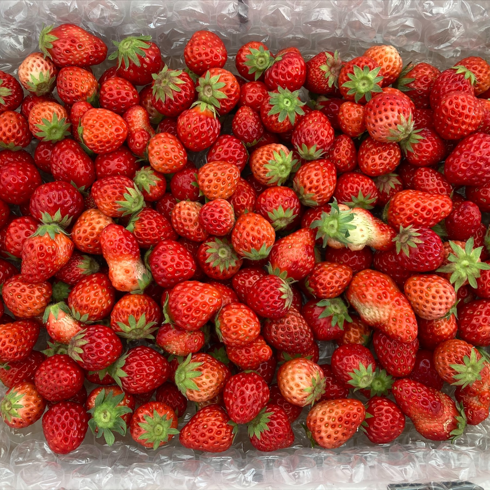 ブランド雑貨総合 大阪府産】紅ほっぺ 小粒いちご(2kg) | 果物/いちご 産直アウル 果物