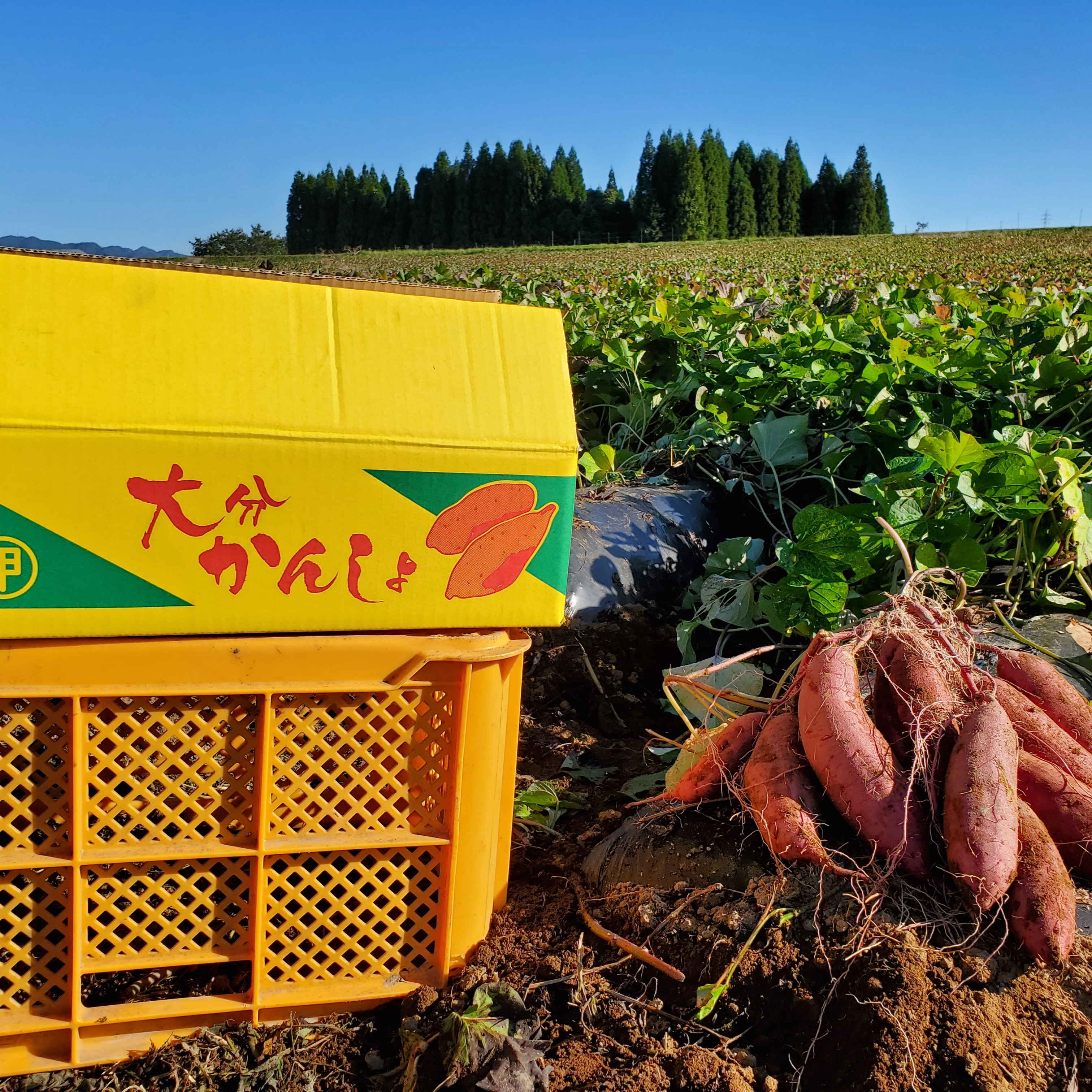 ねっとり極甘さつまいも！熟成紅はるか（s~2Lサイズ不揃い詰め合わせ