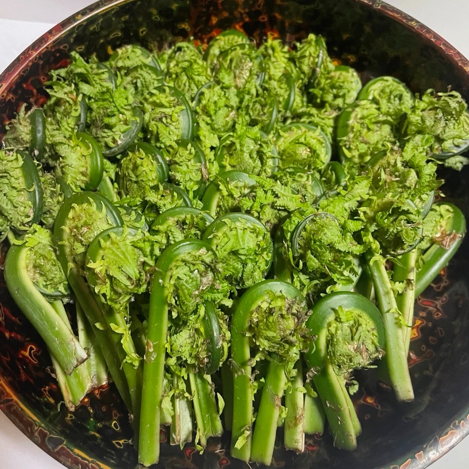 岩手県産 天然こごみ 山菜 ｜ 野菜/山菜 産直アウル 農家・漁師など