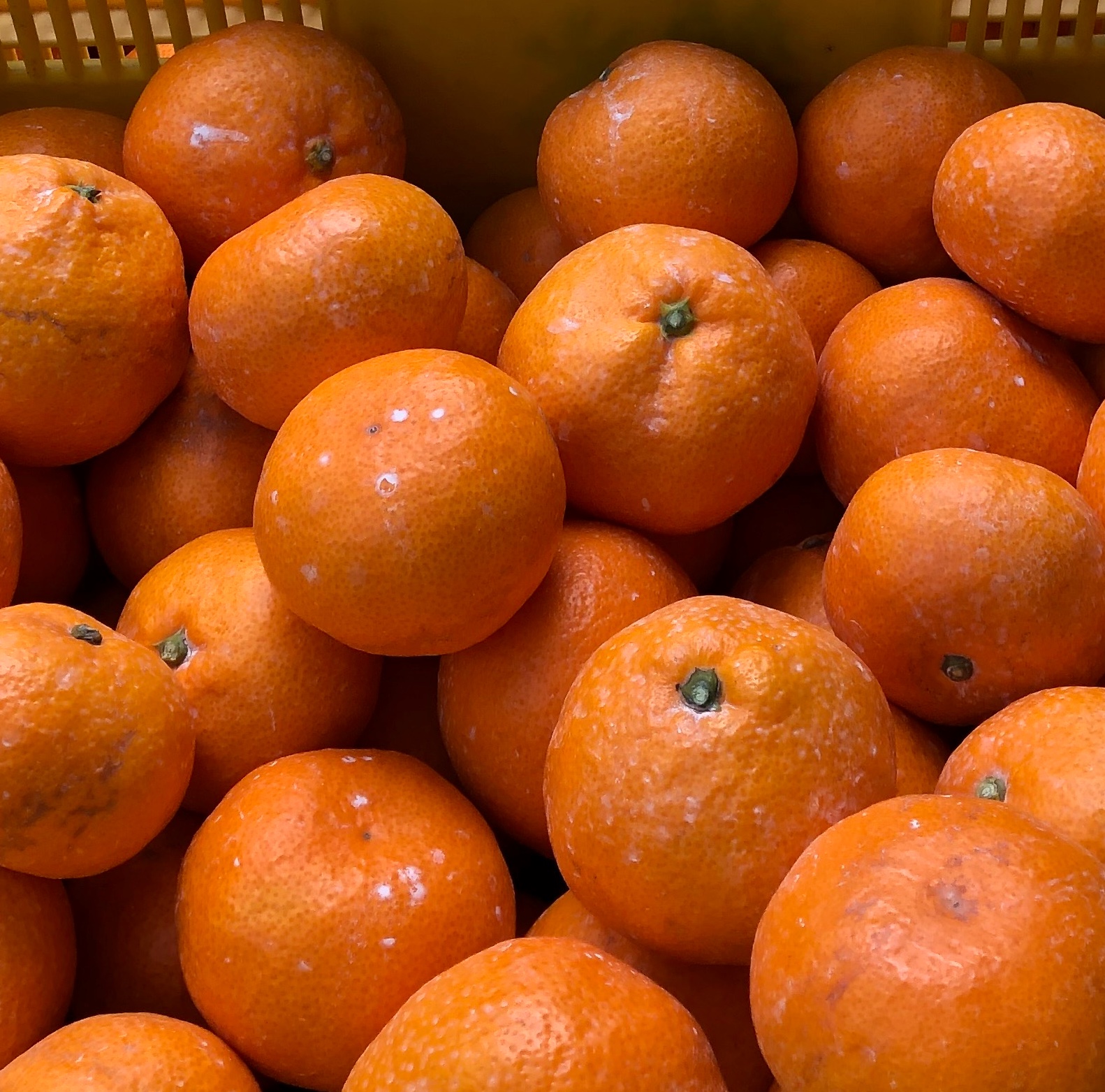 蜂久みかん 家庭用 S | 果物/温州みかん 産直アウル 農家から直接野菜