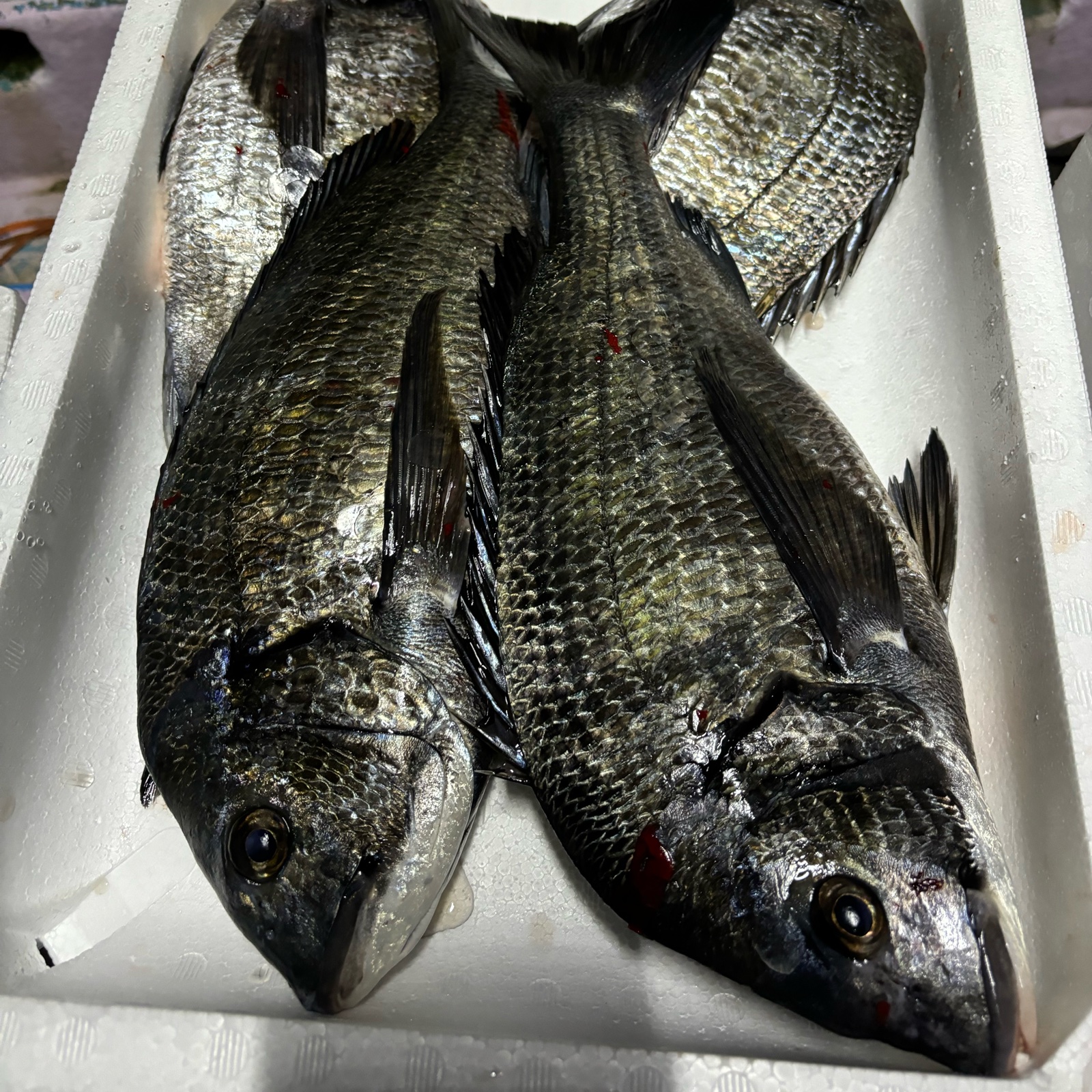 6匹内臓処理 ｜ 魚介類/鯛 産直アウル 農家・漁師など生産者から直接 