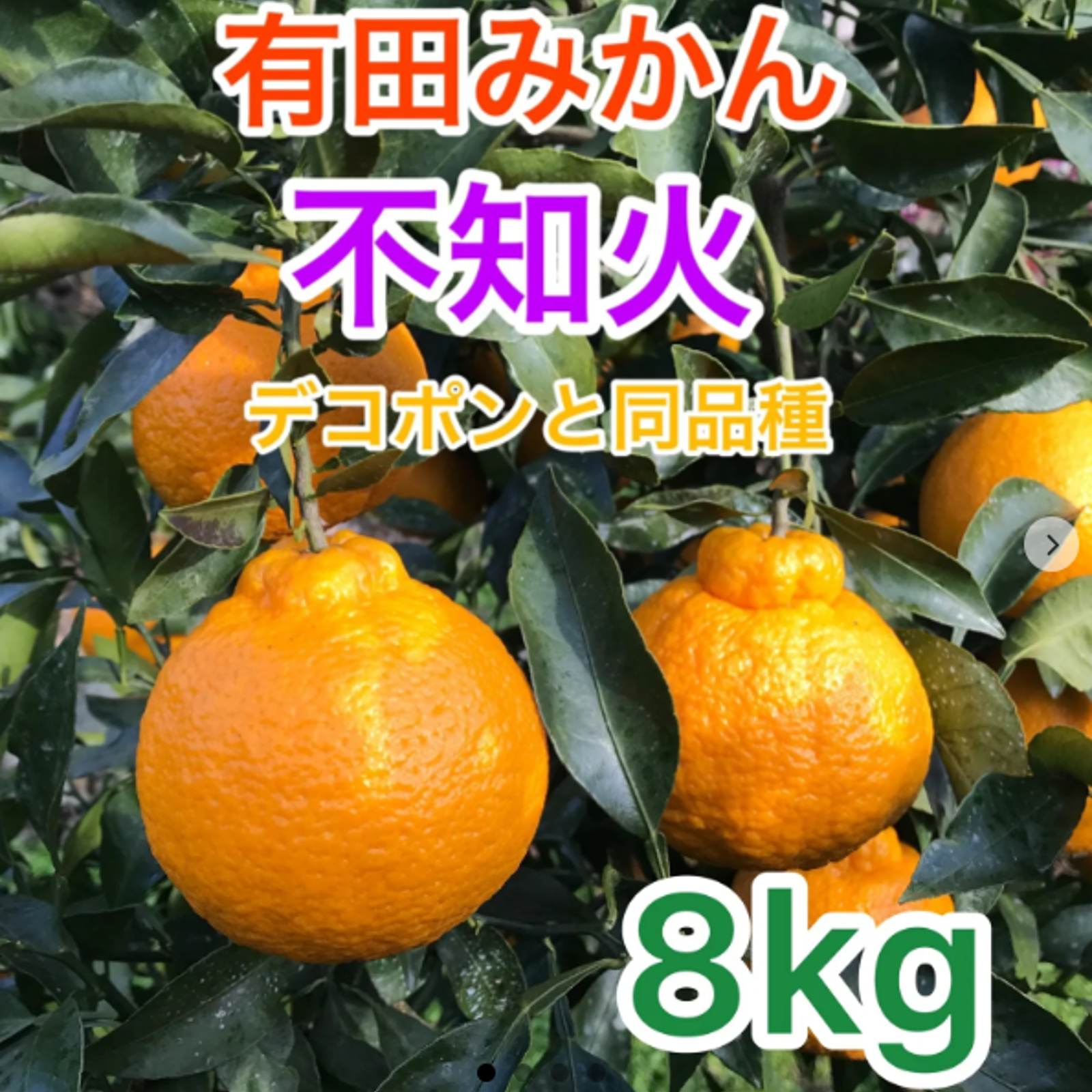 デコポンと同品種！紀州有田産 不知火 8kg ＊北海道・沖縄のお客様専用