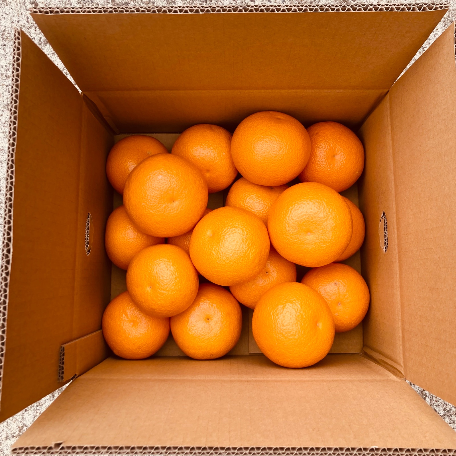 傷モノ】苦味なく濃厚あまーーい完熟木成り紅八朔10キロ | 果物